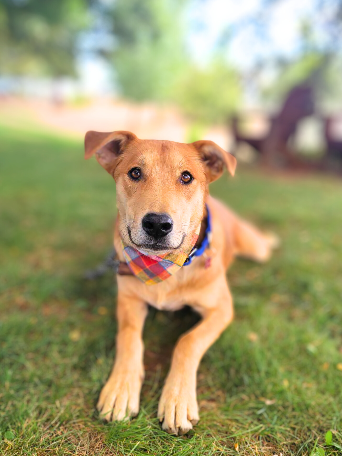 Linguine, a Adoptable mixed breed in Temecula, CA image 5/6