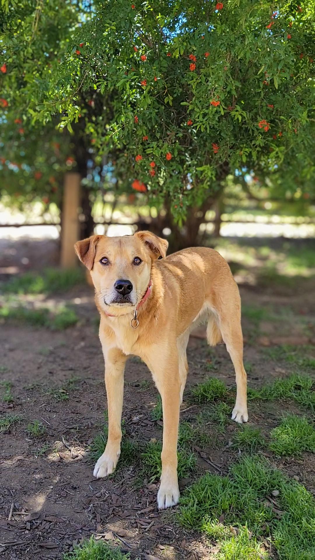 Linguine, Adoptable, Young Male Labrador Retriever.