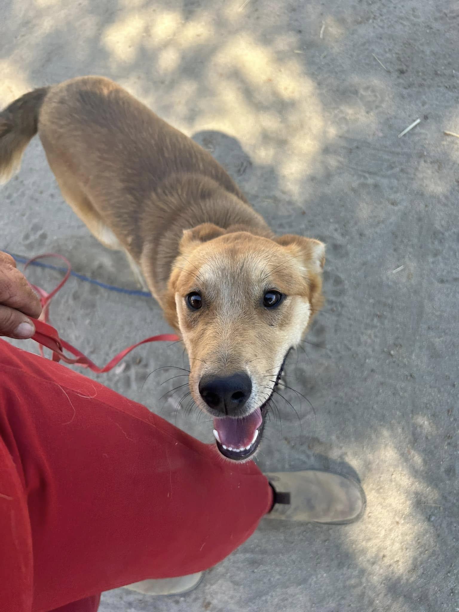 Linguine, a Adoptable mixed breed in Temecula, CA image 6/6