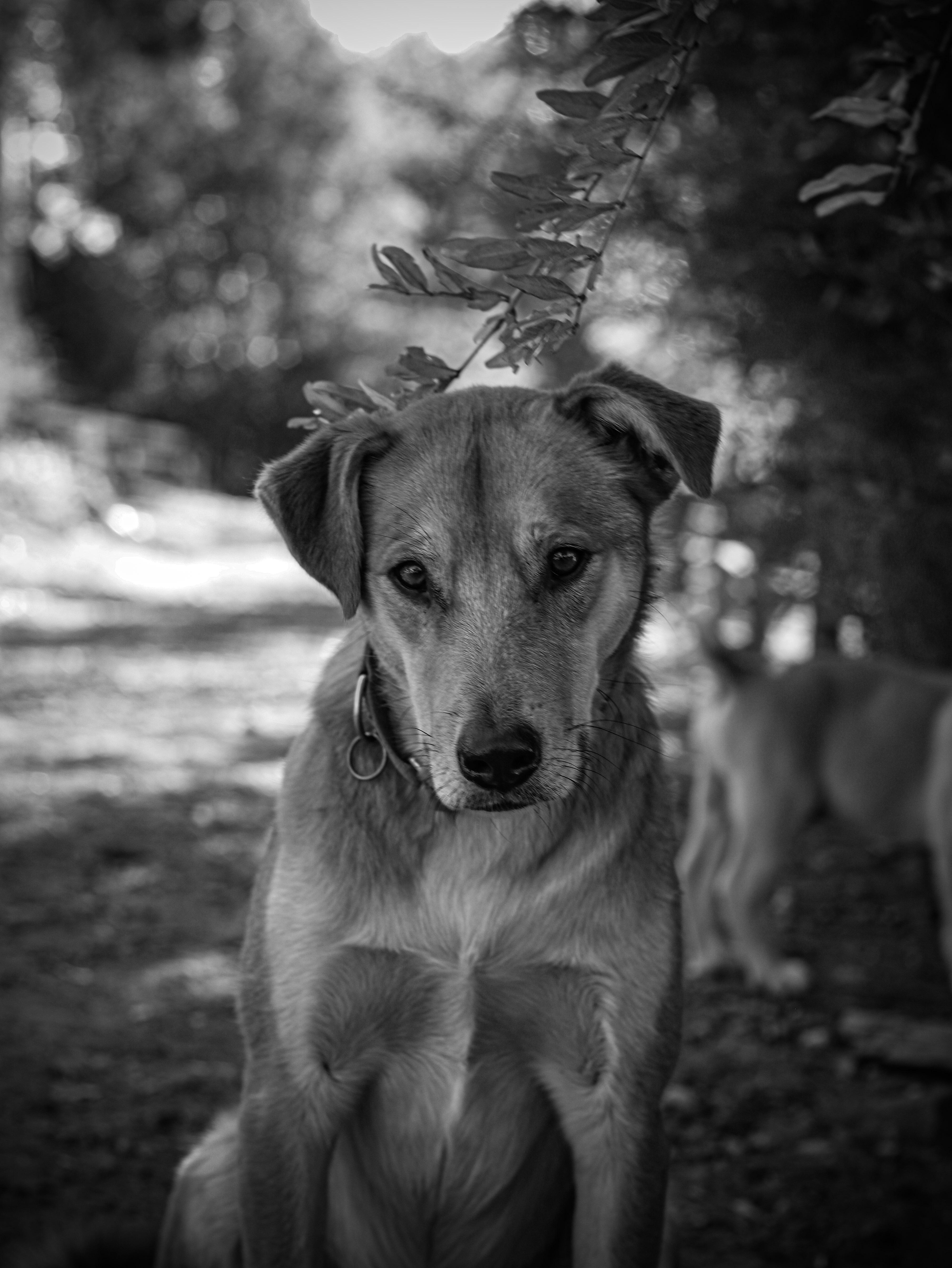 Linguine, a Adoptable mixed breed in Temecula, CA image 3/6