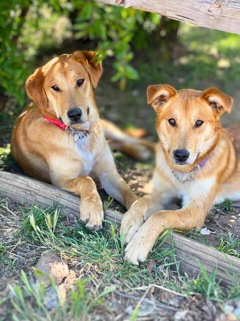 Linguine, a Adoptable mixed breed in Temecula, CA image 4/6
