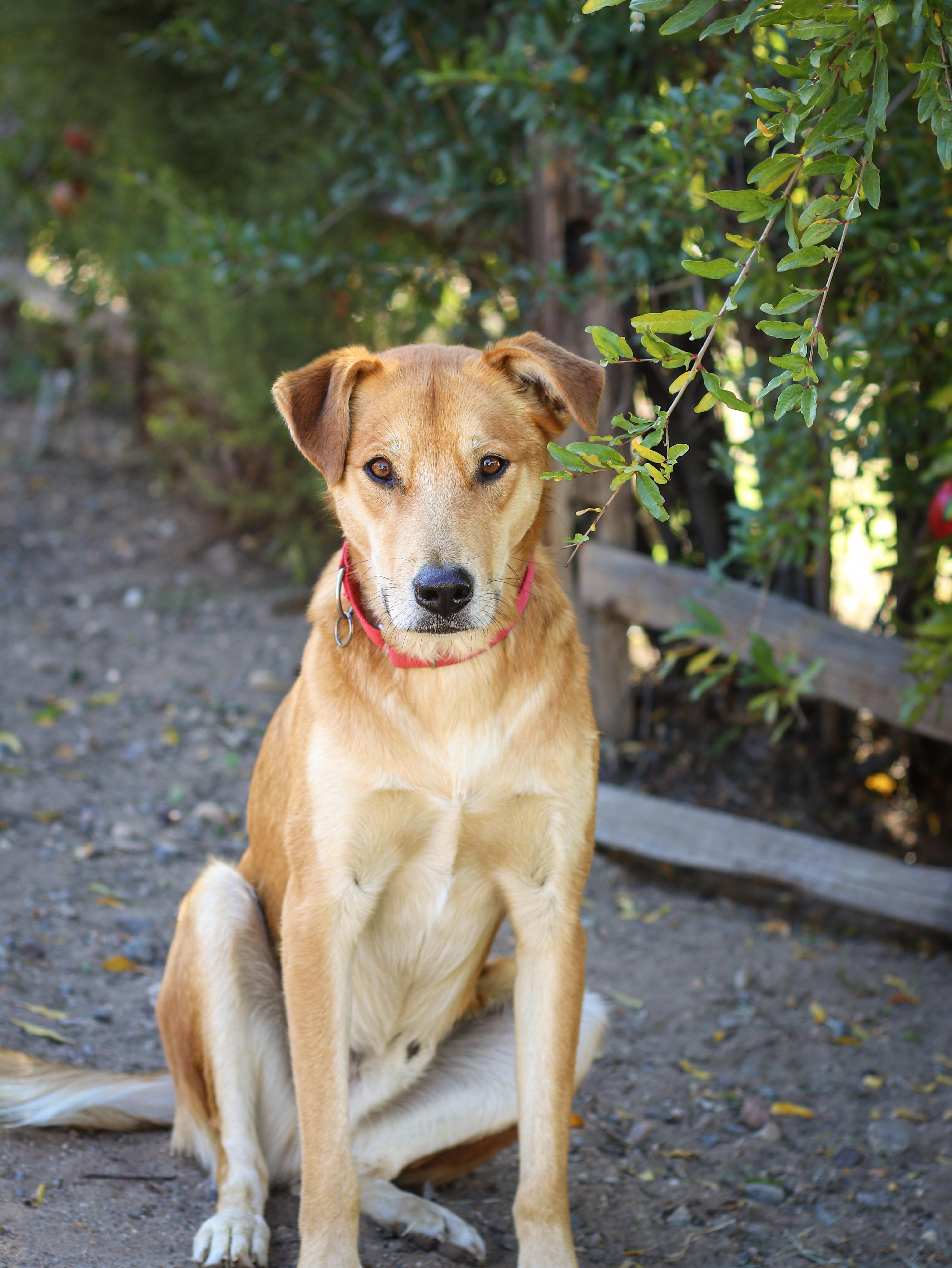 Linguine, a Adoptable mixed breed in Temecula, CA image 2/6