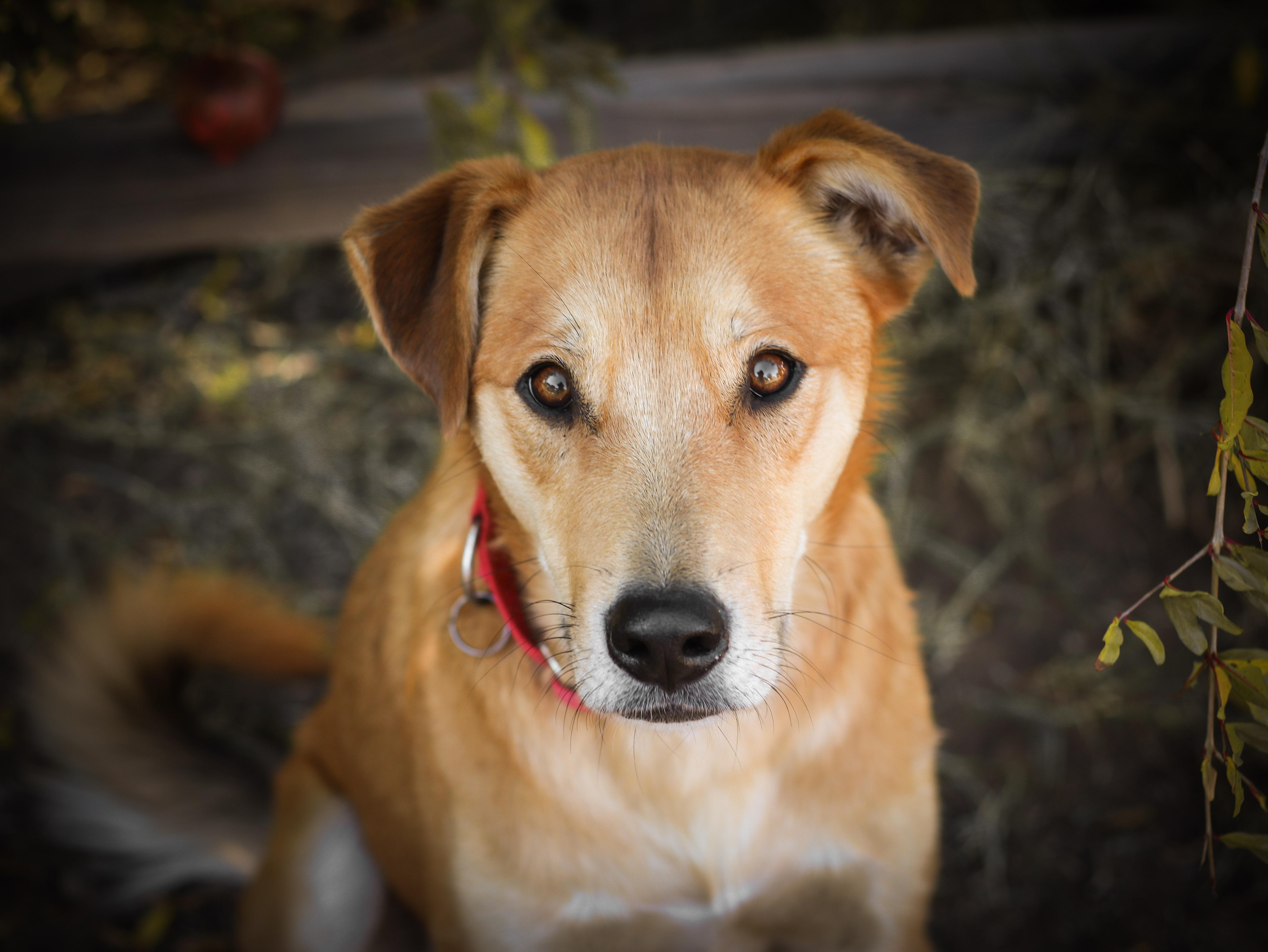 Linguine, Adoptable, Young Male Labrador Retriever.