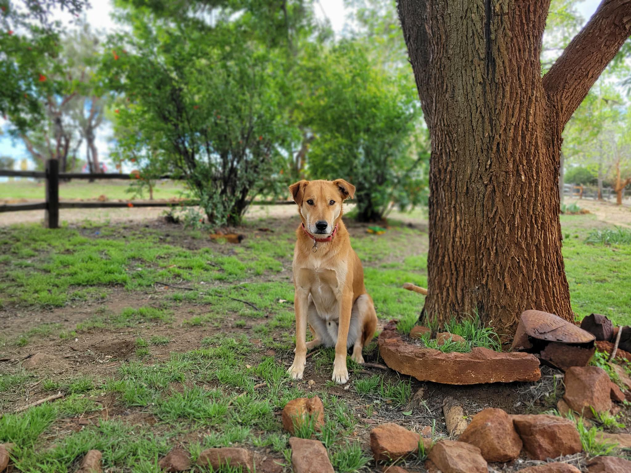 Enlarge Linguine, a Adoptable mixed breed in Temecula, CA image 1/6
