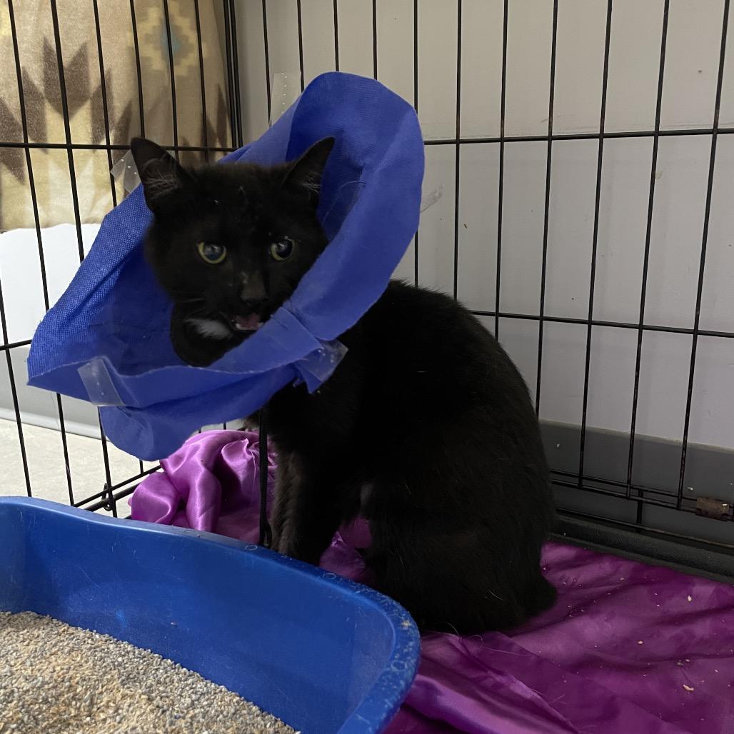 Enlarge Cinderella, a Adoptable mixed breed in Fairmont, WV image 3/3