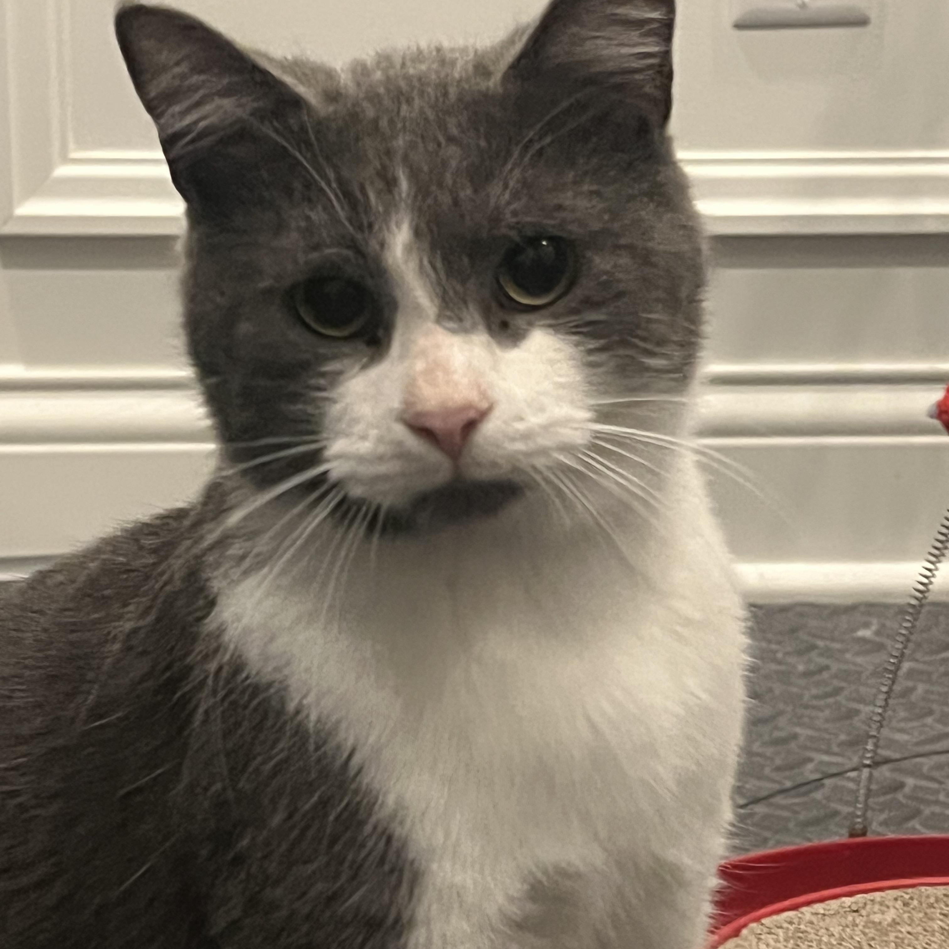 Enlarge Grayson, an adopted Domestic Short Hair in Cincinnati, OH image 2/5