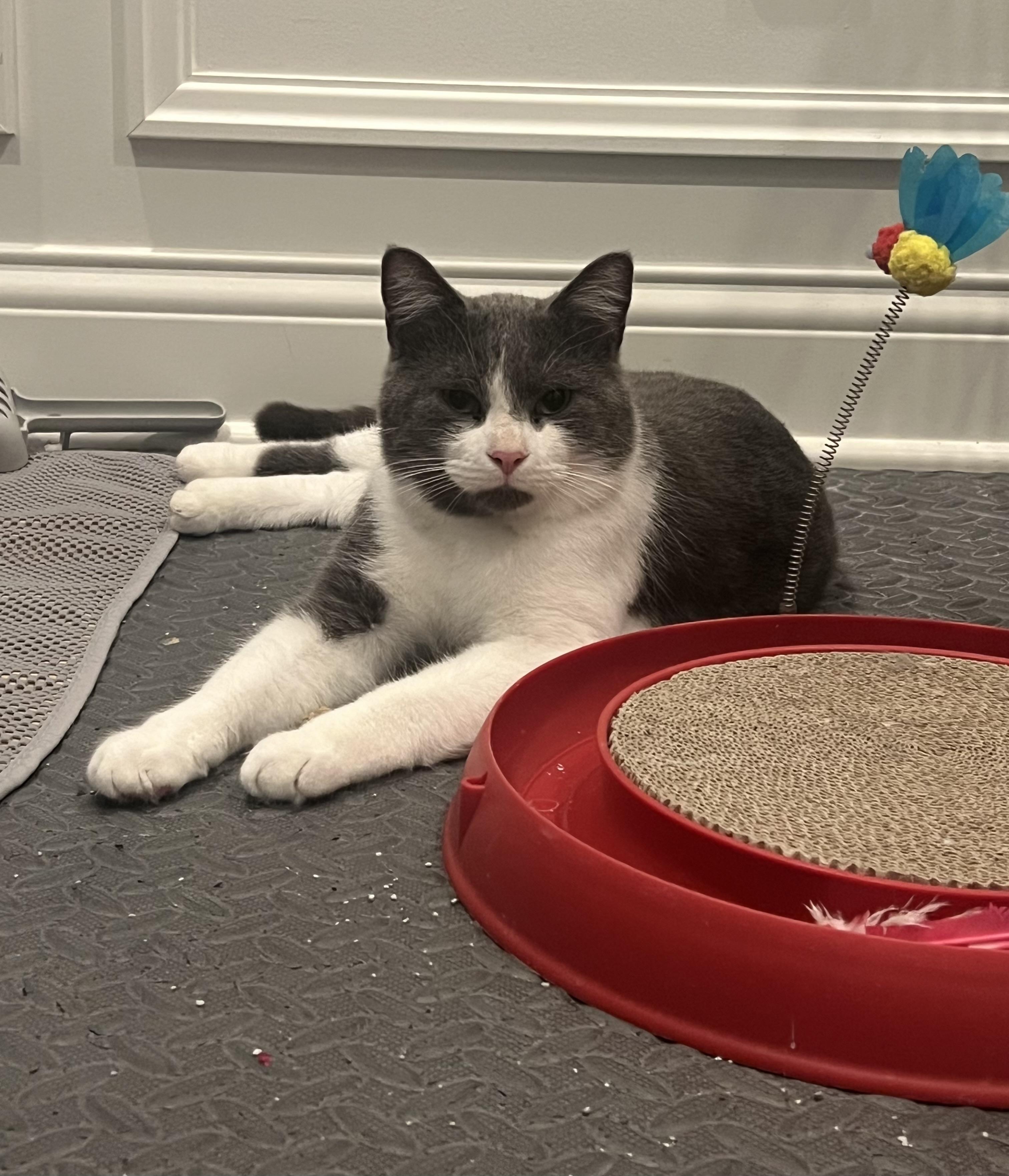 Enlarge Grayson, an adopted Domestic Short Hair in Cincinnati, OH image 1/5