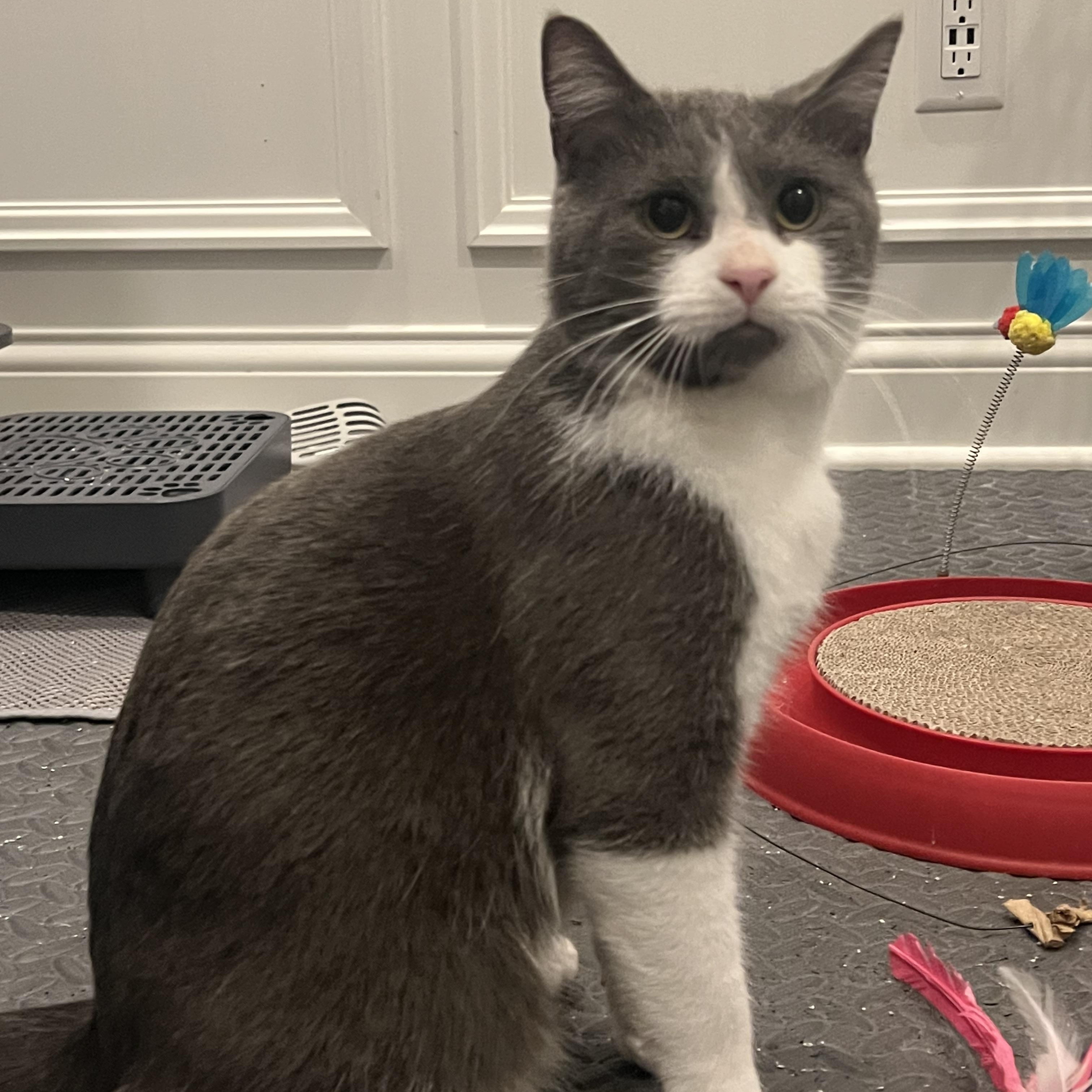 Enlarge Grayson, an adopted Domestic Short Hair in Cincinnati, OH image 3/5