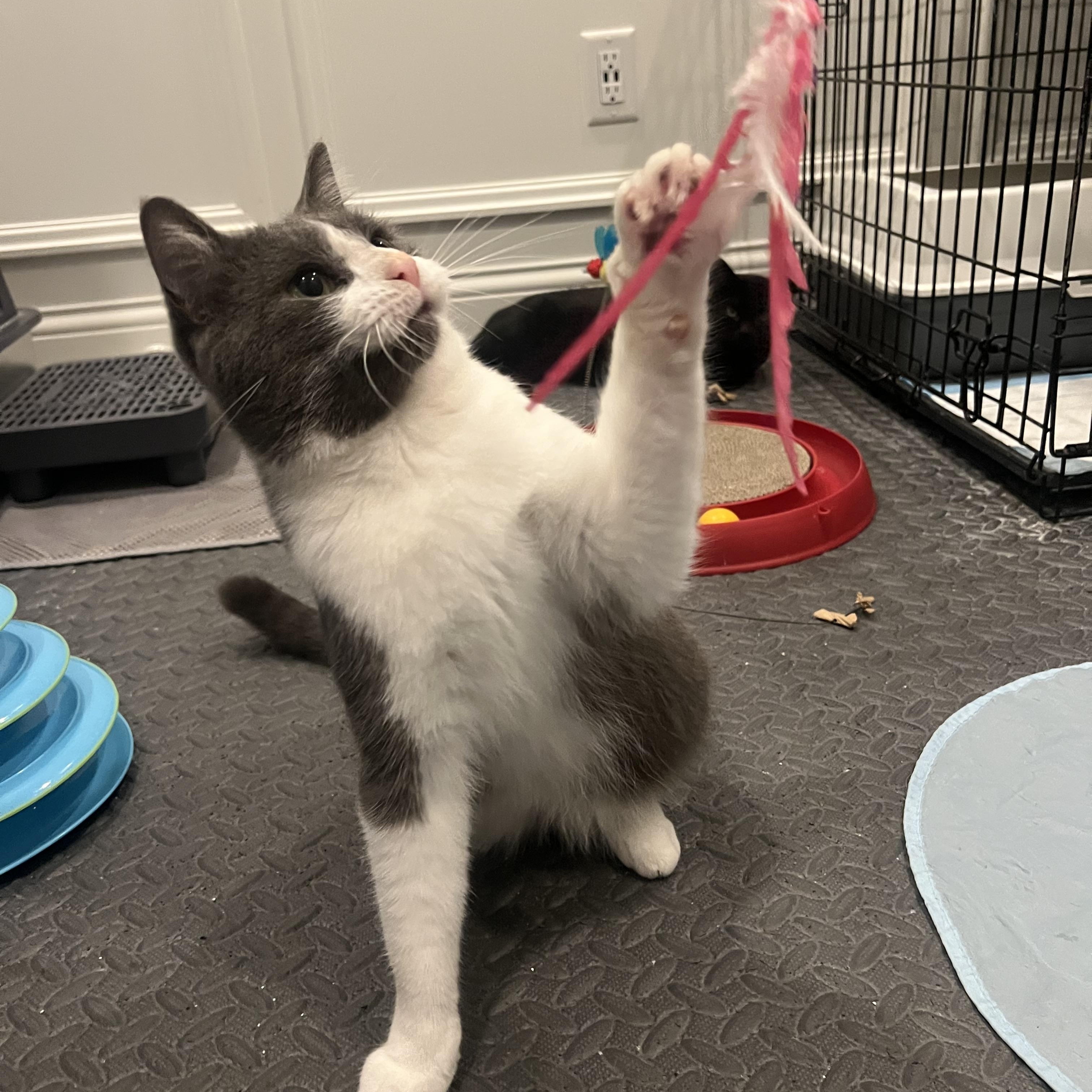 Enlarge Grayson, an adopted Domestic Short Hair in Cincinnati, OH image 4/5