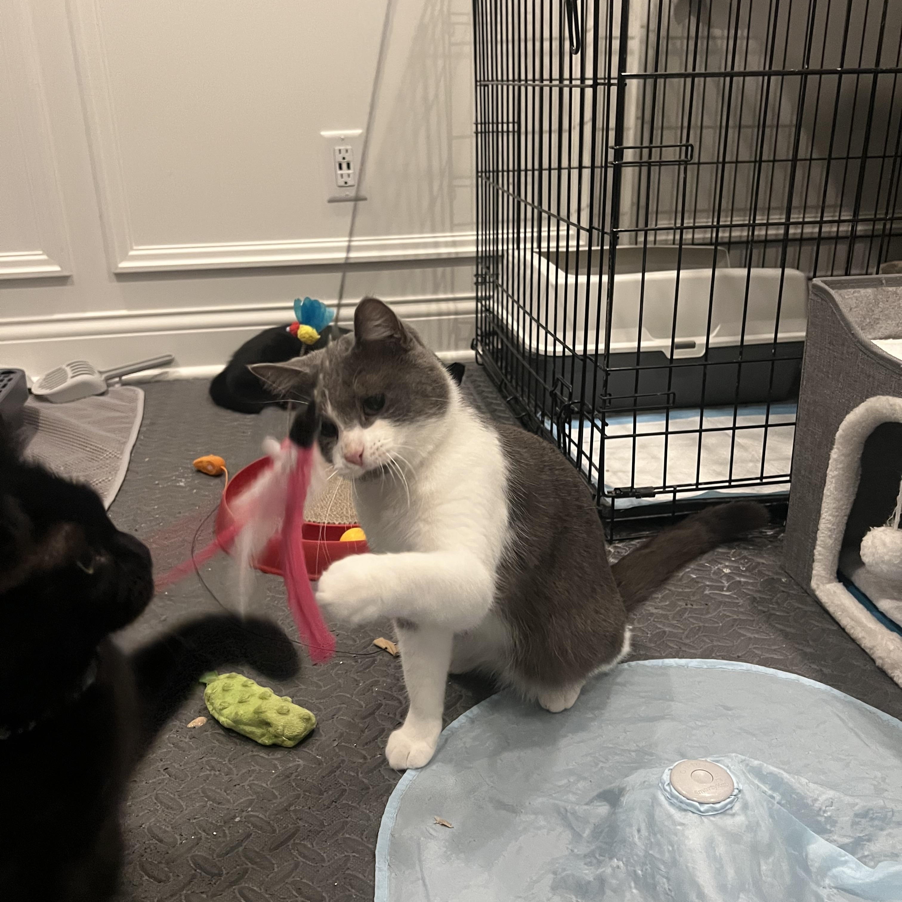 Enlarge Grayson, an adopted Domestic Short Hair in Cincinnati, OH image 5/5