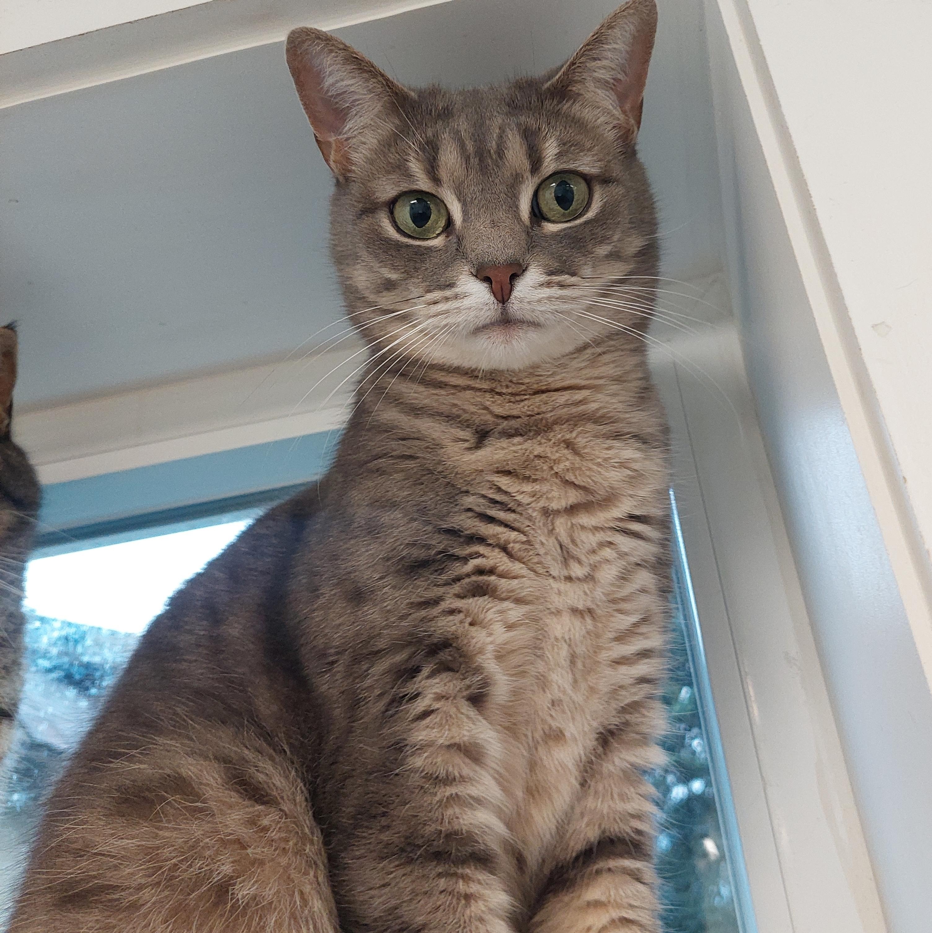 Jean Grey, Adoptable, Adult Female Domestic Short Hair.