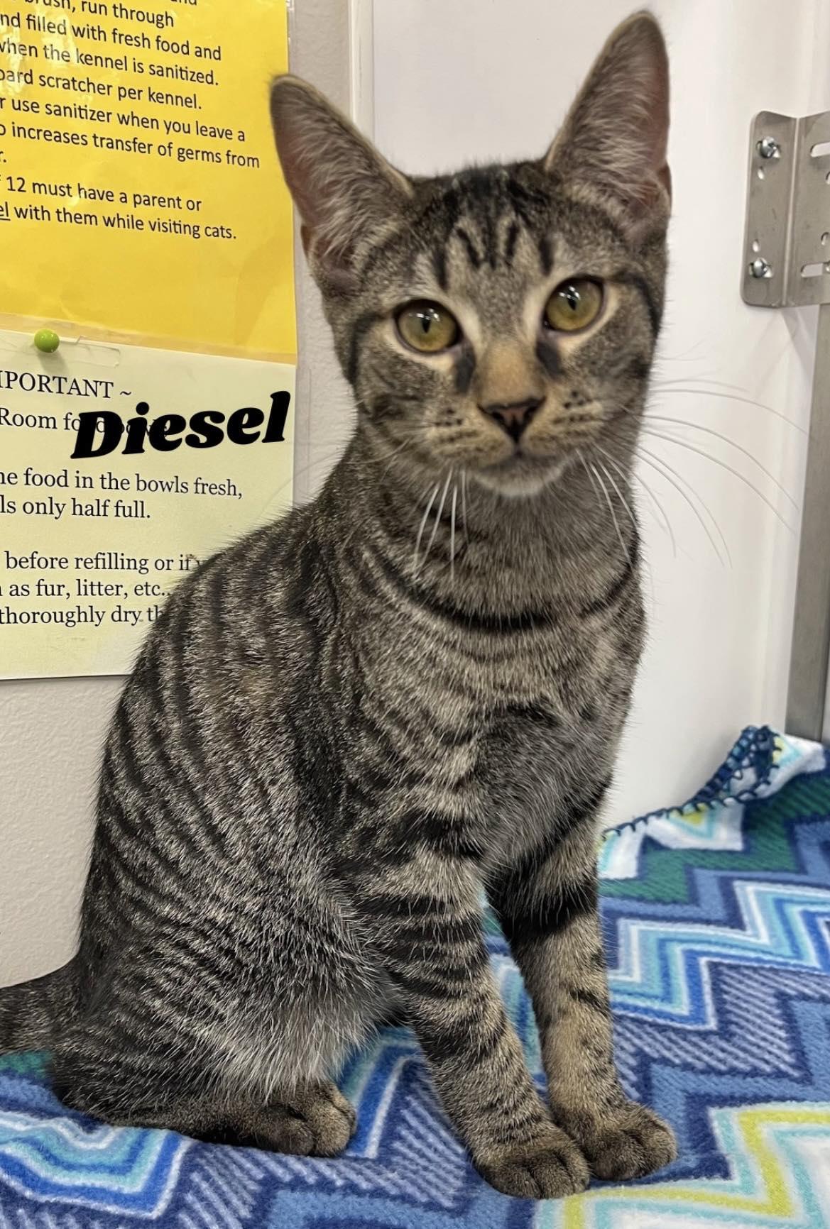 Enlarge Diesel, an adopted Domestic Short Hair in Dunkirk, NY image 1/1
