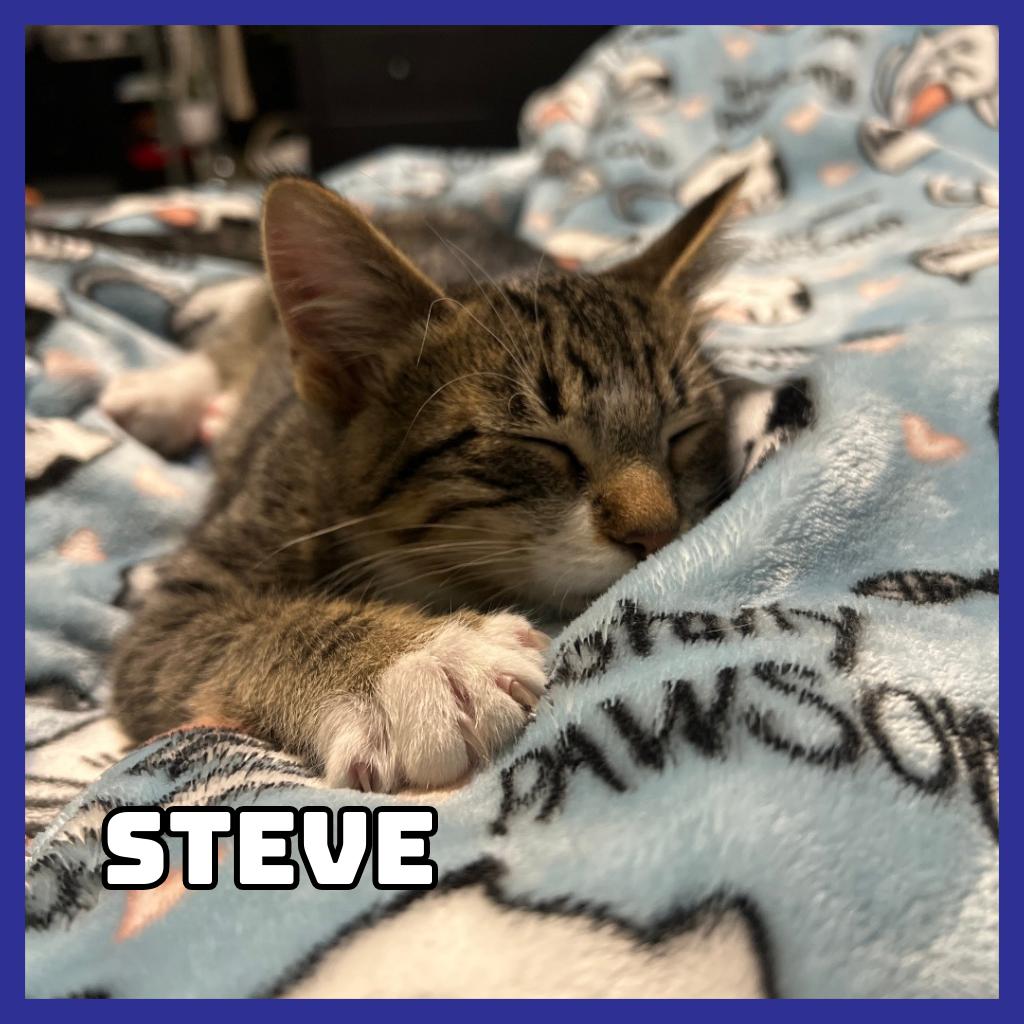 Steve, Adoptable, Young Male Domestic Short Hair.