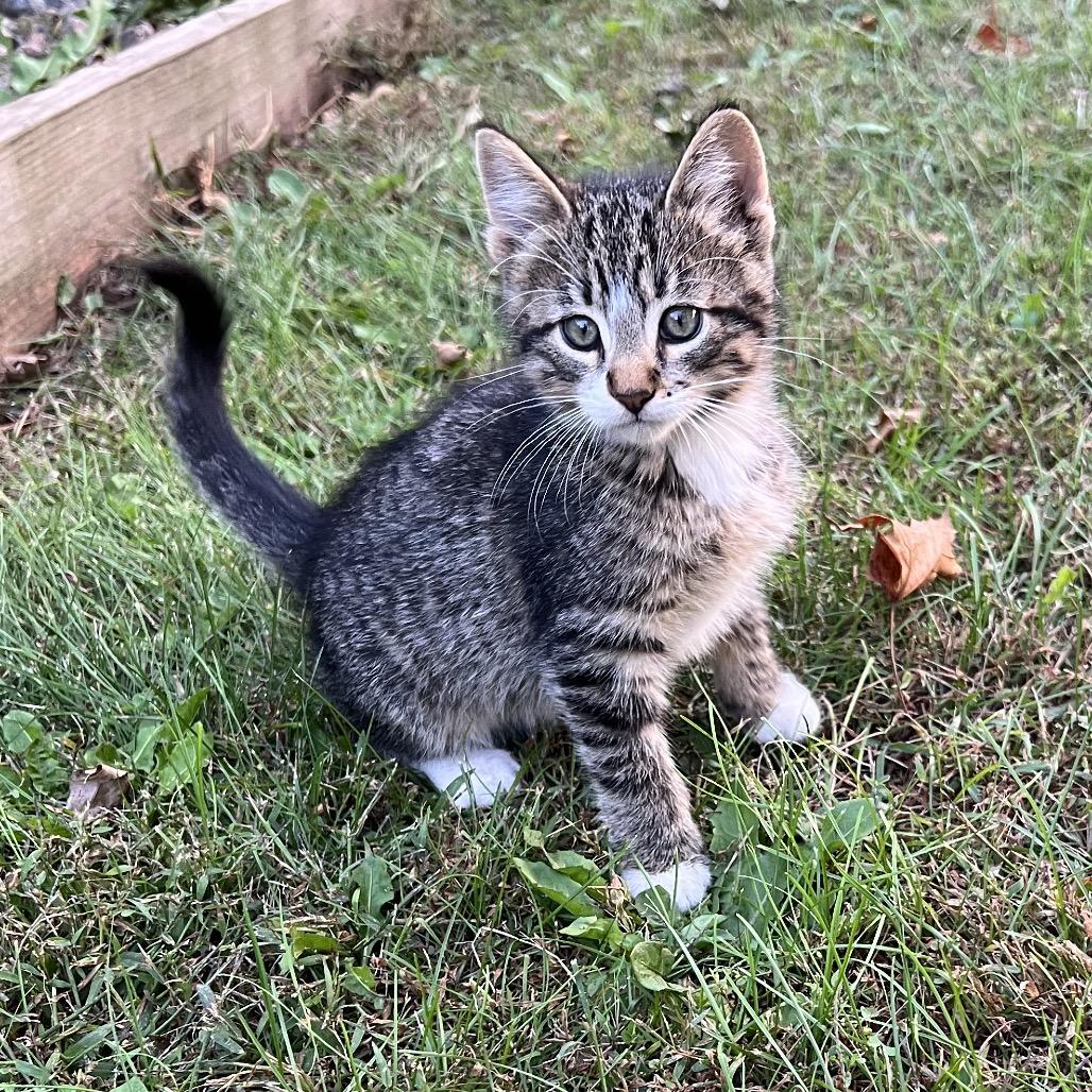 Steve, Adoptable, Kitten Male Domestic Short Hair.