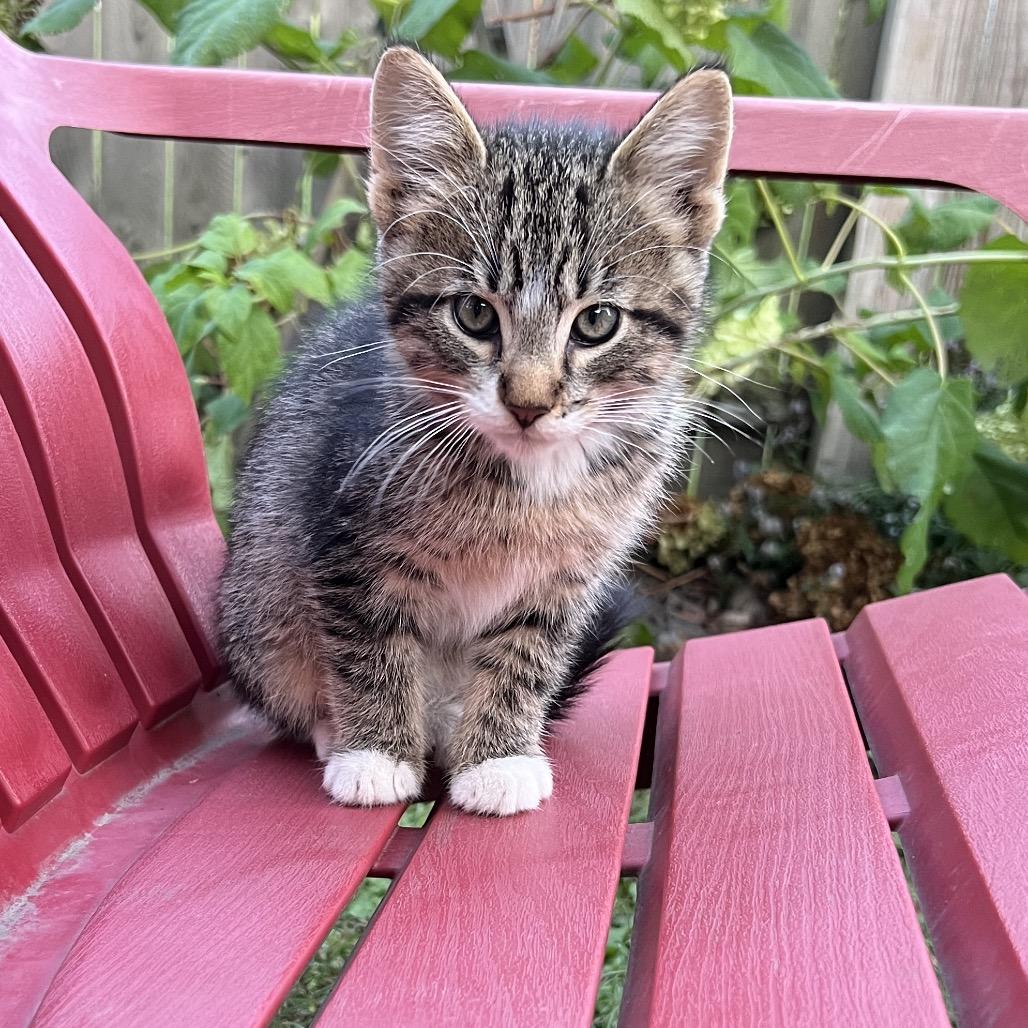 Enlarge Steve, a Adoptable Domestic Short Hair in Glenwood, MN image 2/5