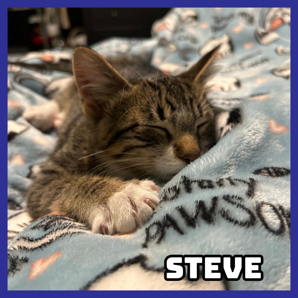 Enlarge Steve, a Adoptable Domestic Short Hair in Glenwood, MN image 4/5