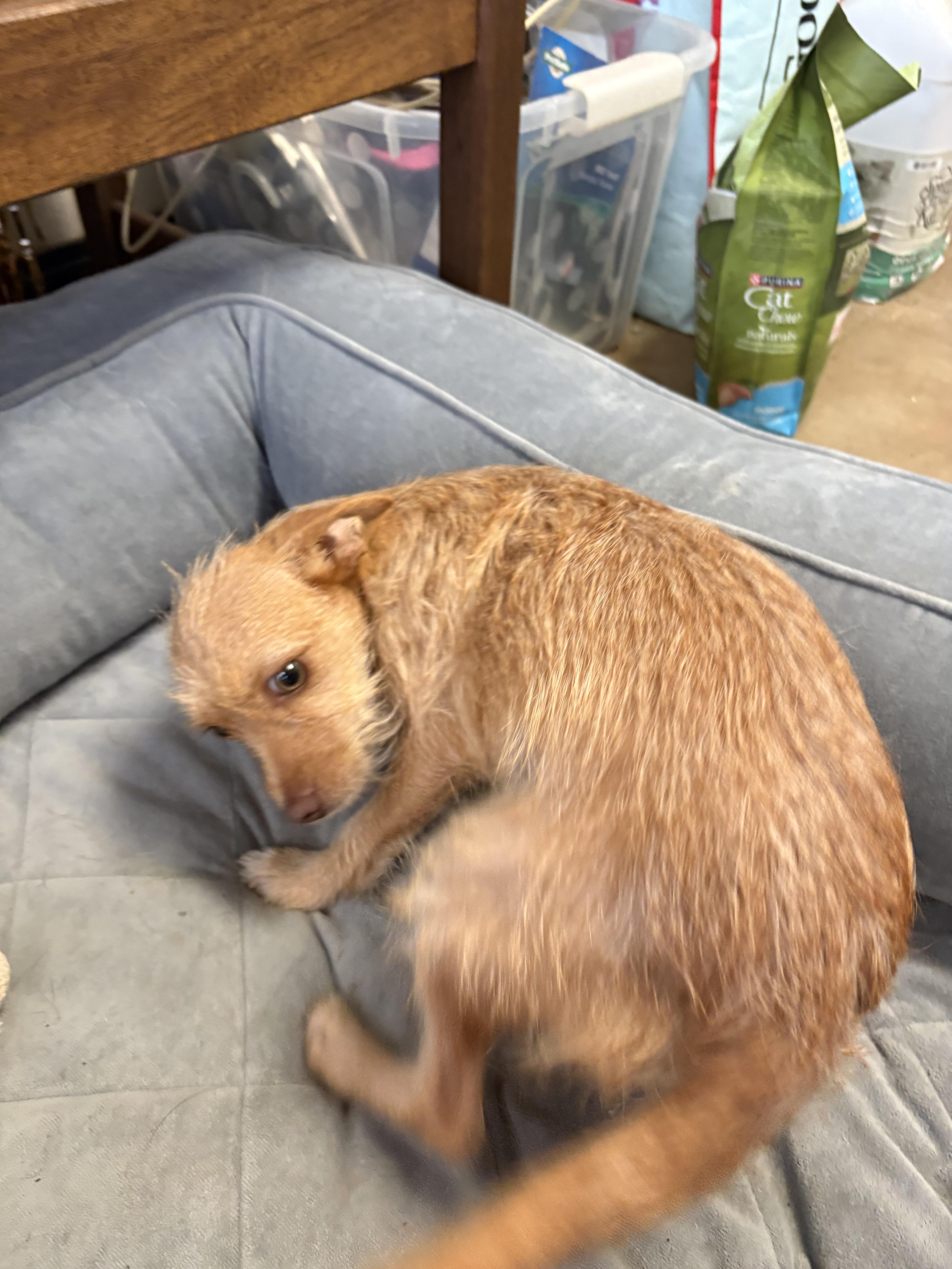 Enlarge Lillith, a Adoptable mixed breed in Joliet, IL image 2/2