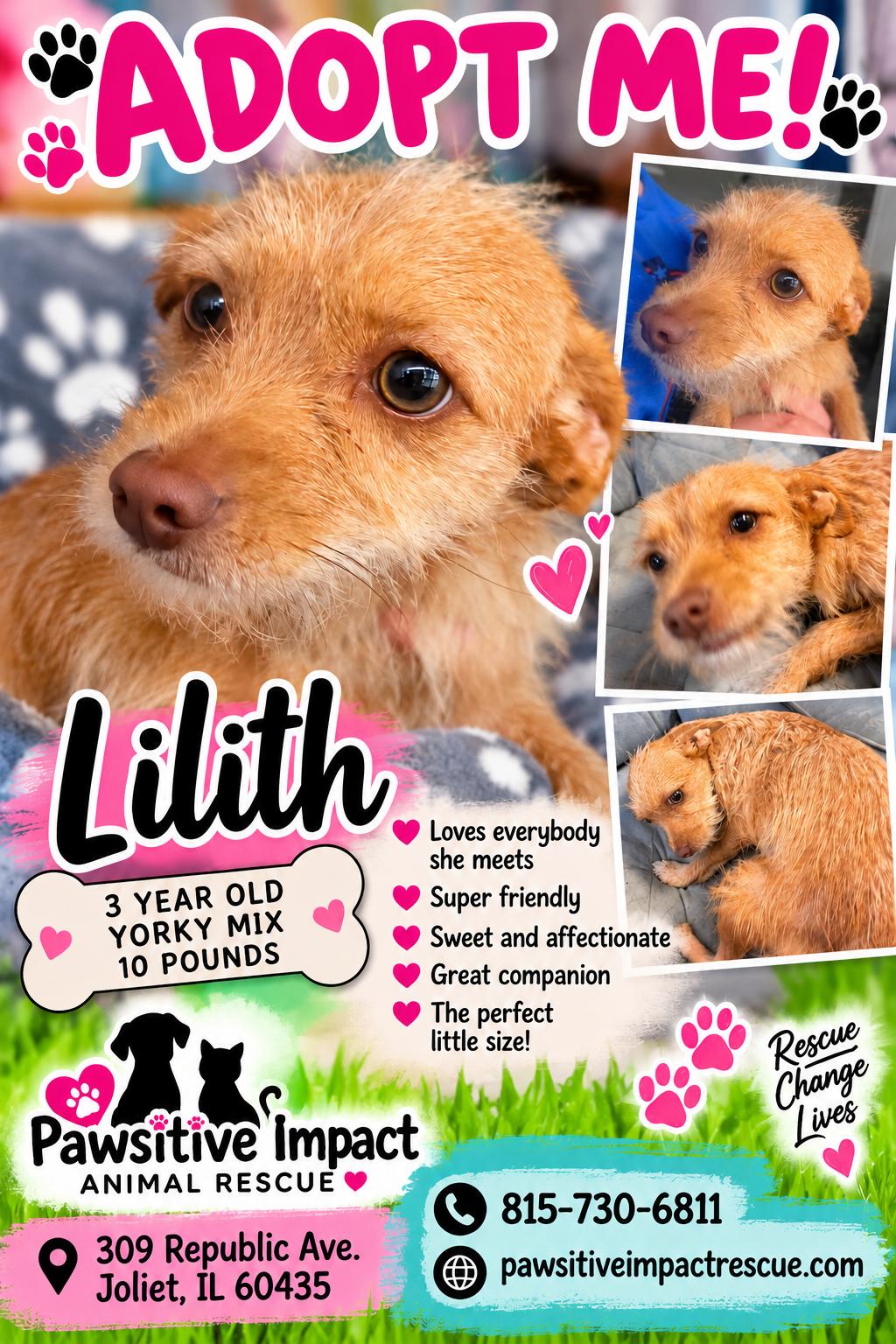 Enlarge Lillith, a Adoptable mixed breed in Joliet, IL image 1/2