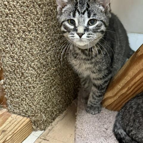 Goliath, a ADOPTABLE Domestic Short Hair in Chisholm, MN image 2/4