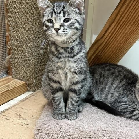 Goliath, a ADOPTABLE Domestic Short Hair in Chisholm, MN image 4/4