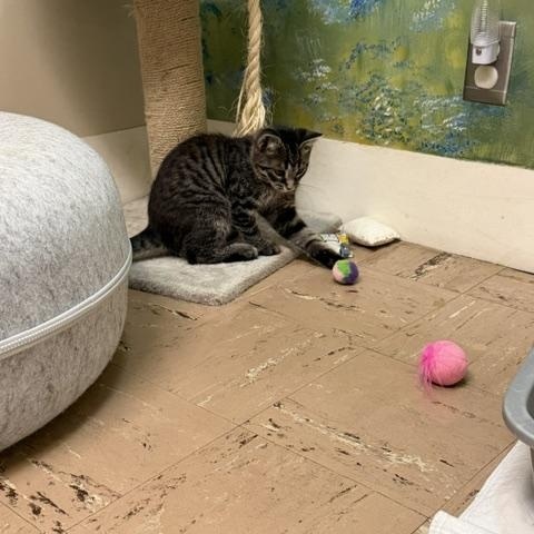 Goliath, a ADOPTABLE Domestic Short Hair in Chisholm, MN image 3/4