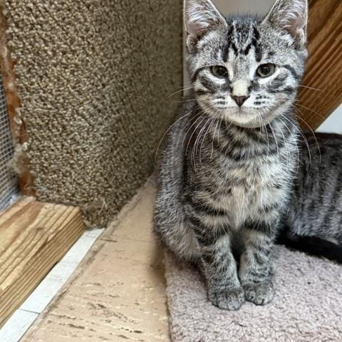 Goliath, ADOPTABLE, Kitten Male Domestic Short Hair.