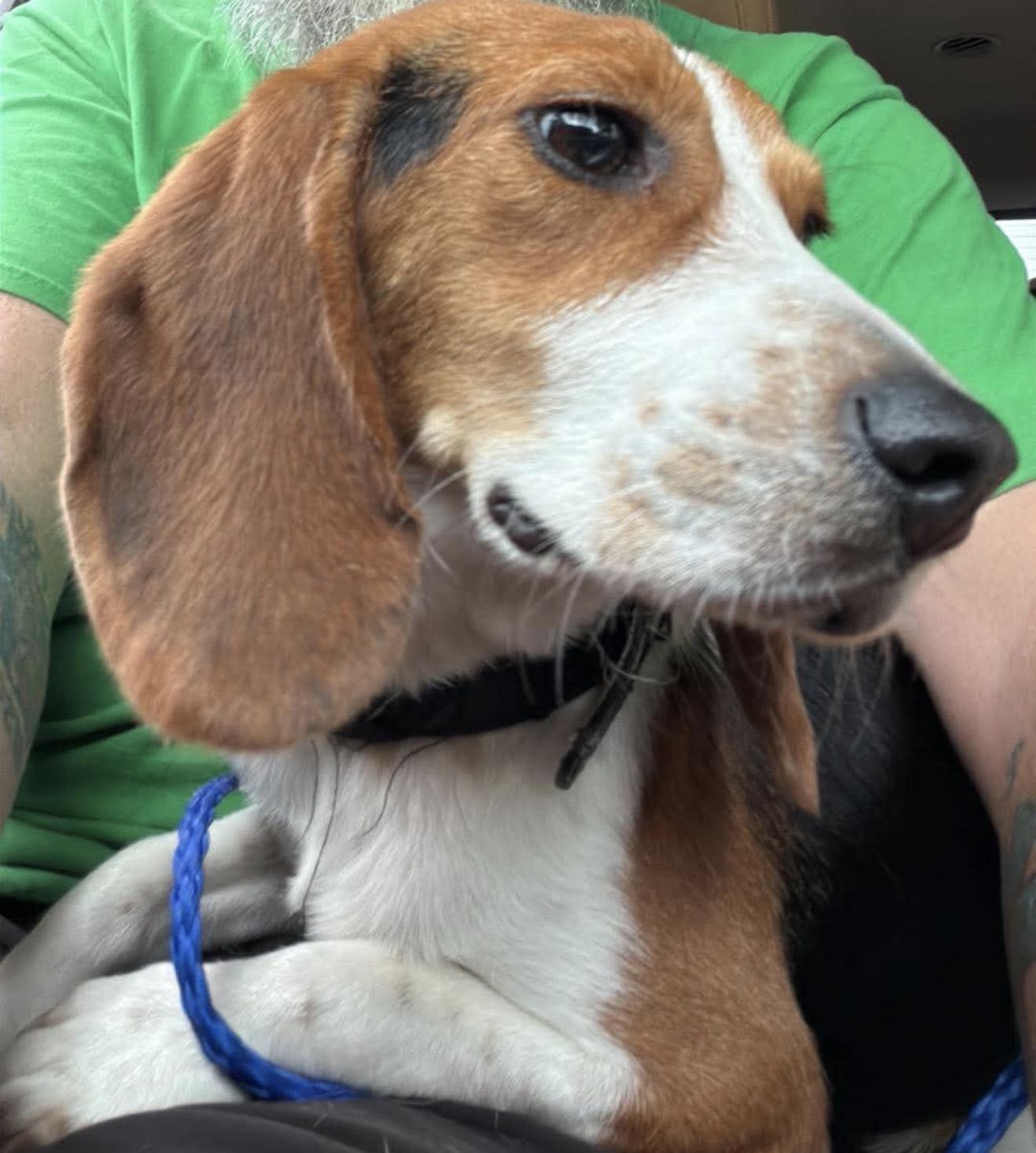 Chance, ADOPTABLE, Young Male Beagle.