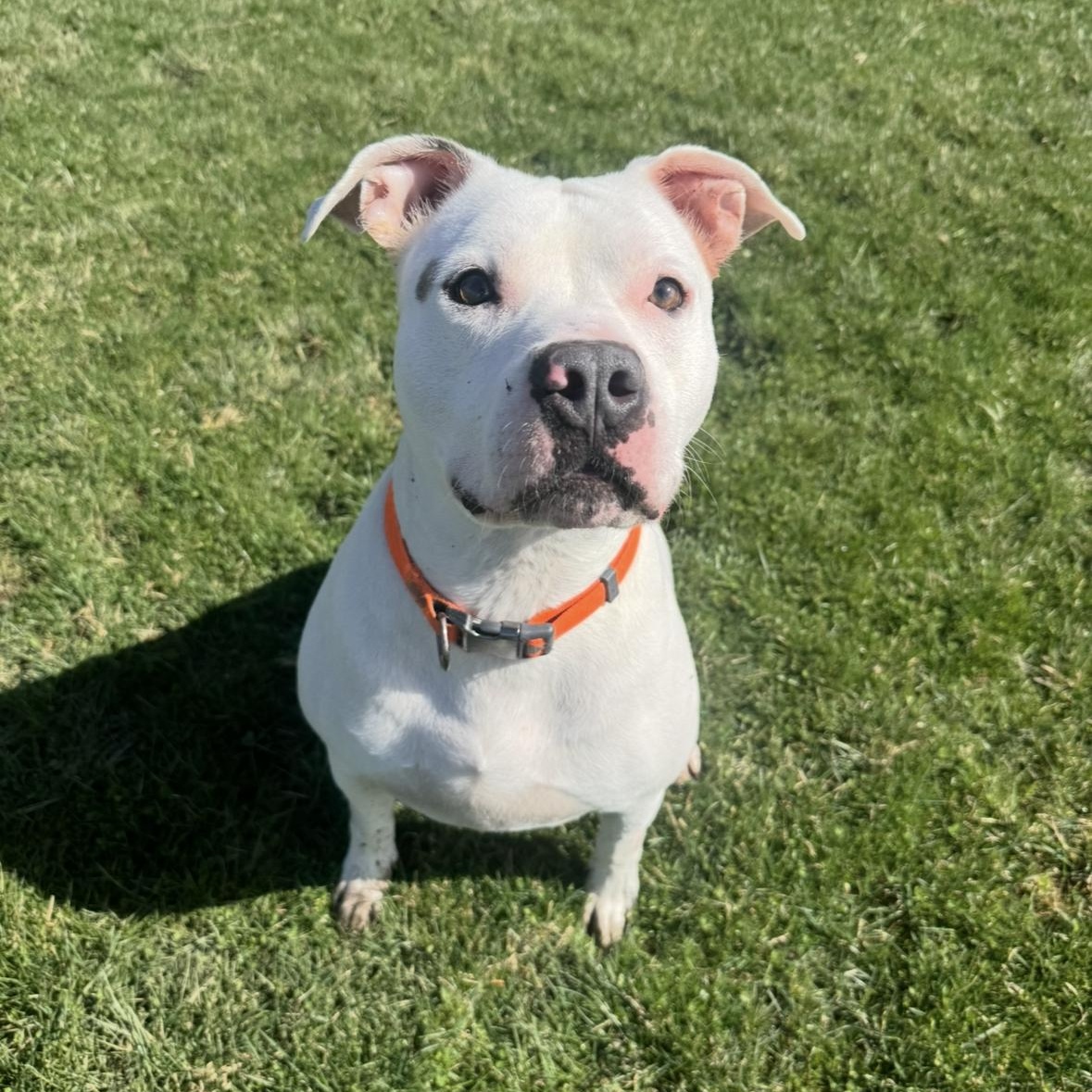 Theo, a ADOPTABLE mixed breed in Mansfield, OH image 3/5