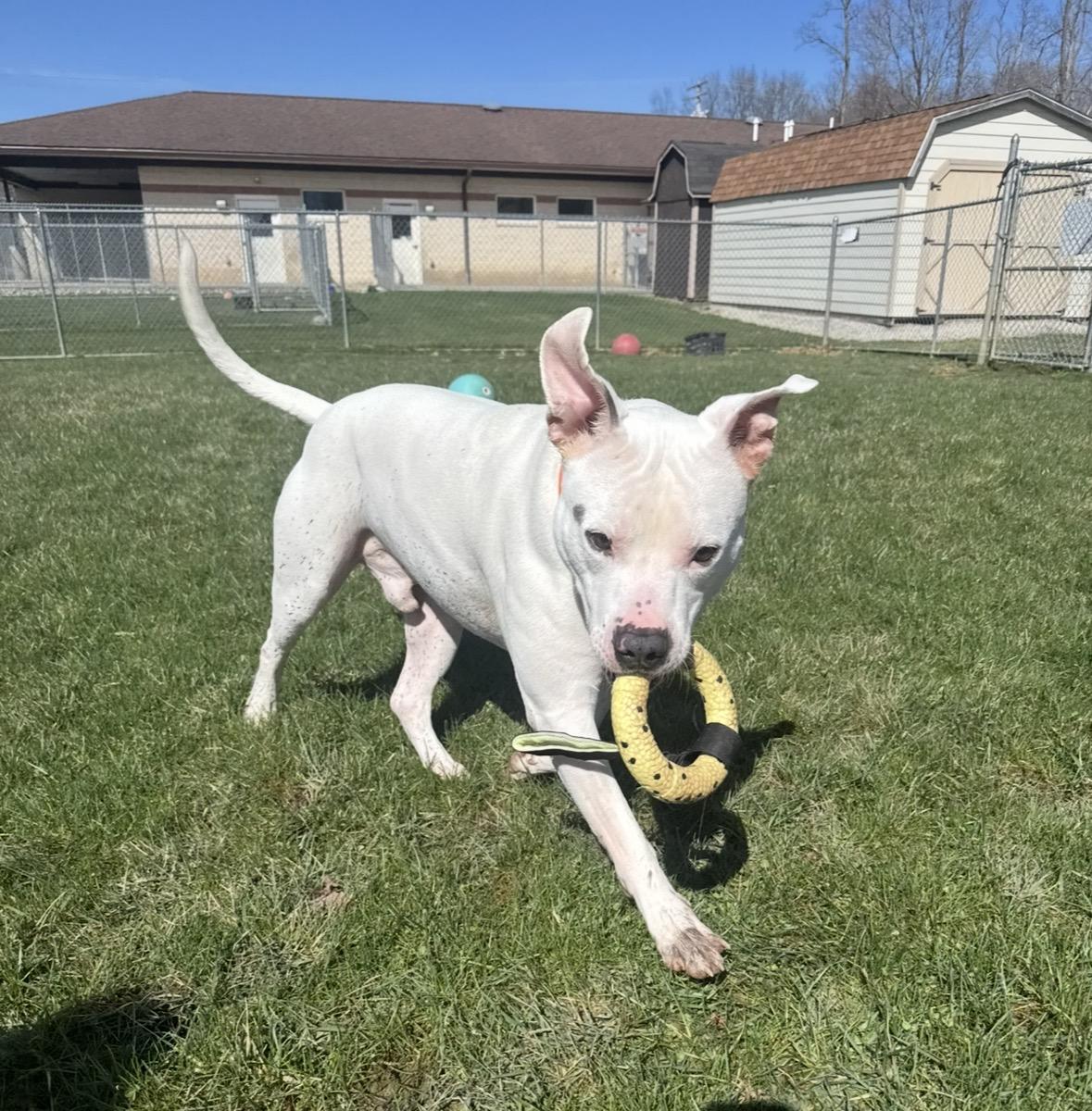 Theo, a ADOPTABLE mixed breed in Mansfield, OH image 5/5