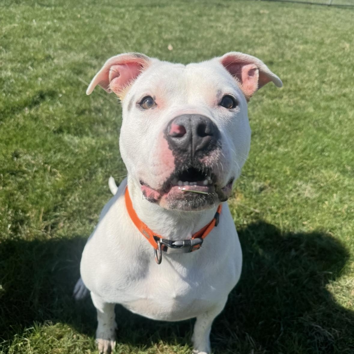 Theo, a ADOPTABLE mixed breed in Mansfield, OH image 4/5