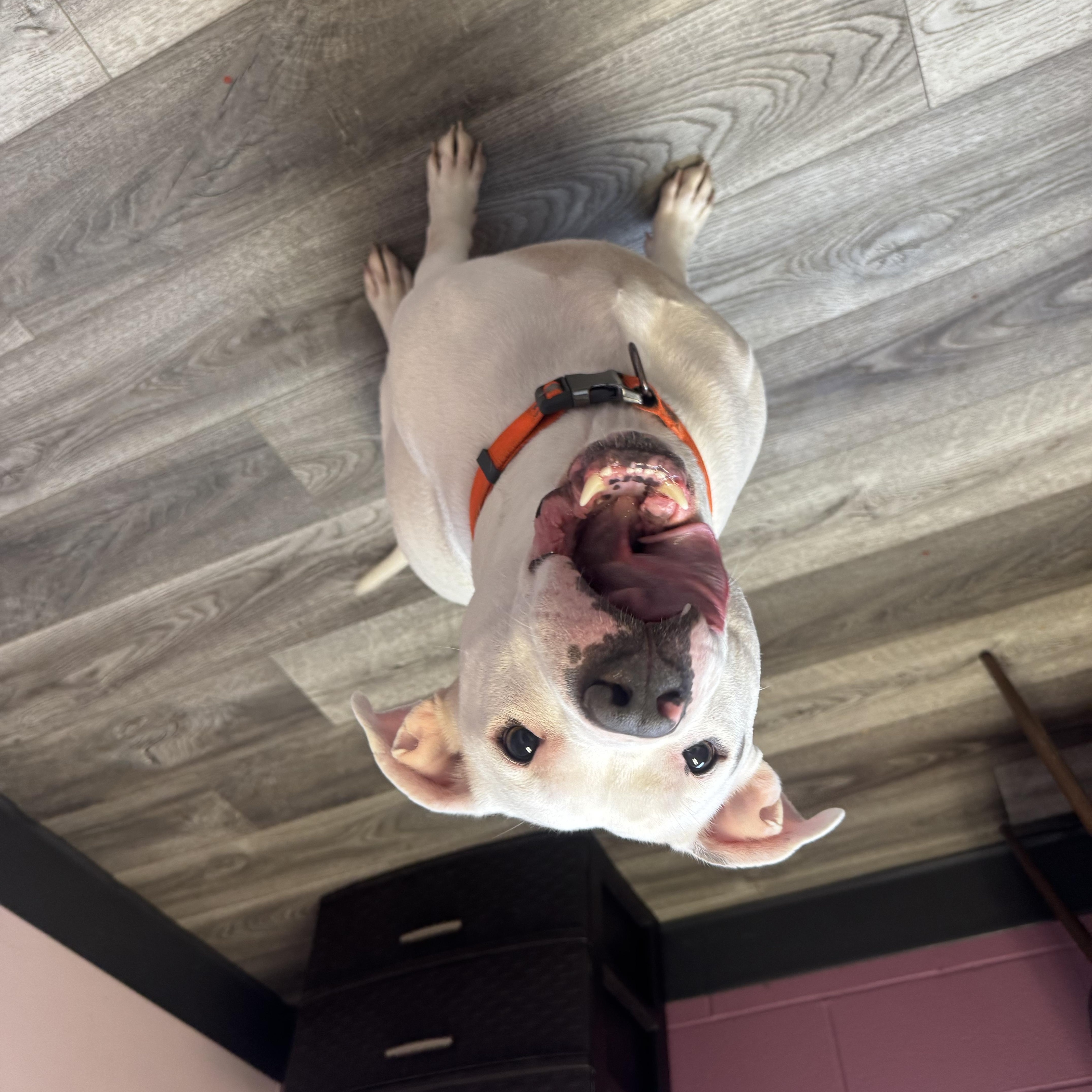 Theo, a ADOPTABLE mixed breed in Mansfield, OH image 2/5