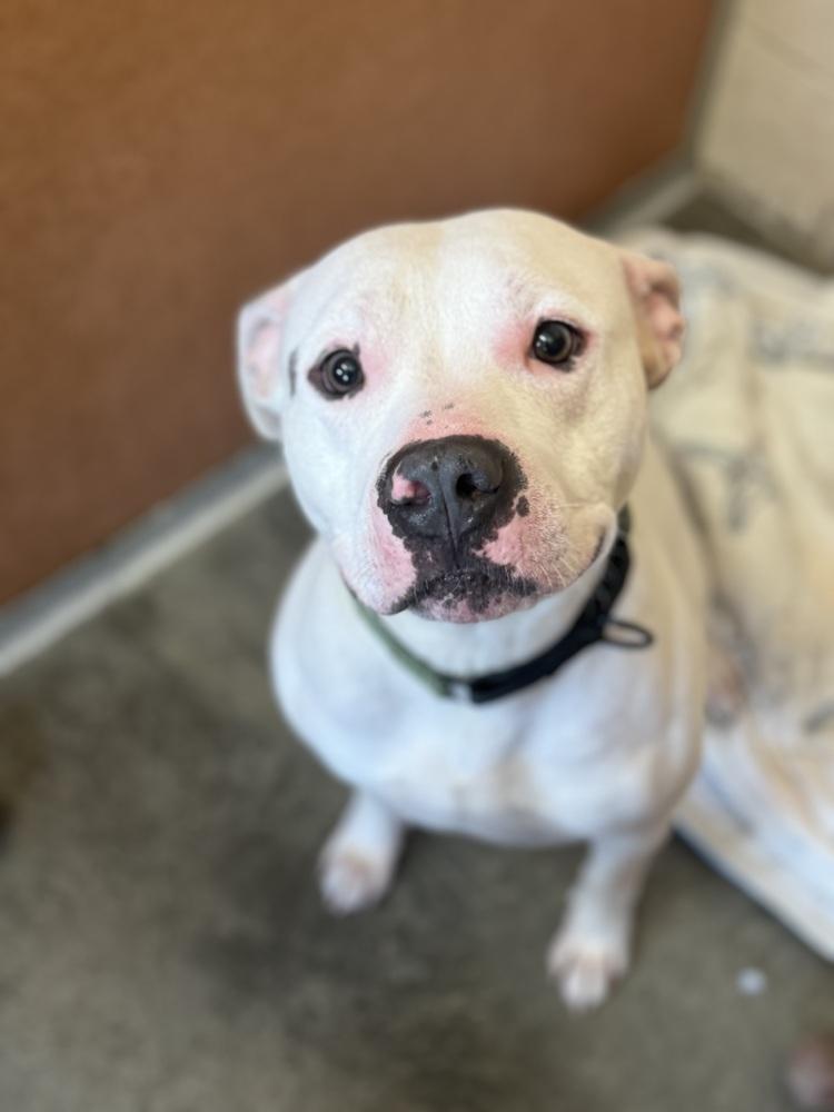 Enlarge Theo, a ADOPTABLE mixed breed in Mansfield, OH image 1/1