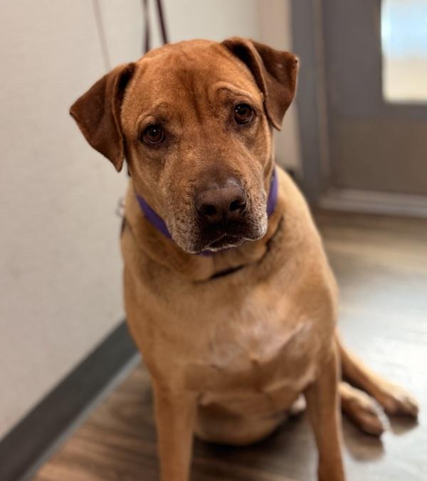 Enlarge Cheddar Bob Garcia, a Adoptable mixed breed in San Diego, CA image 1/1