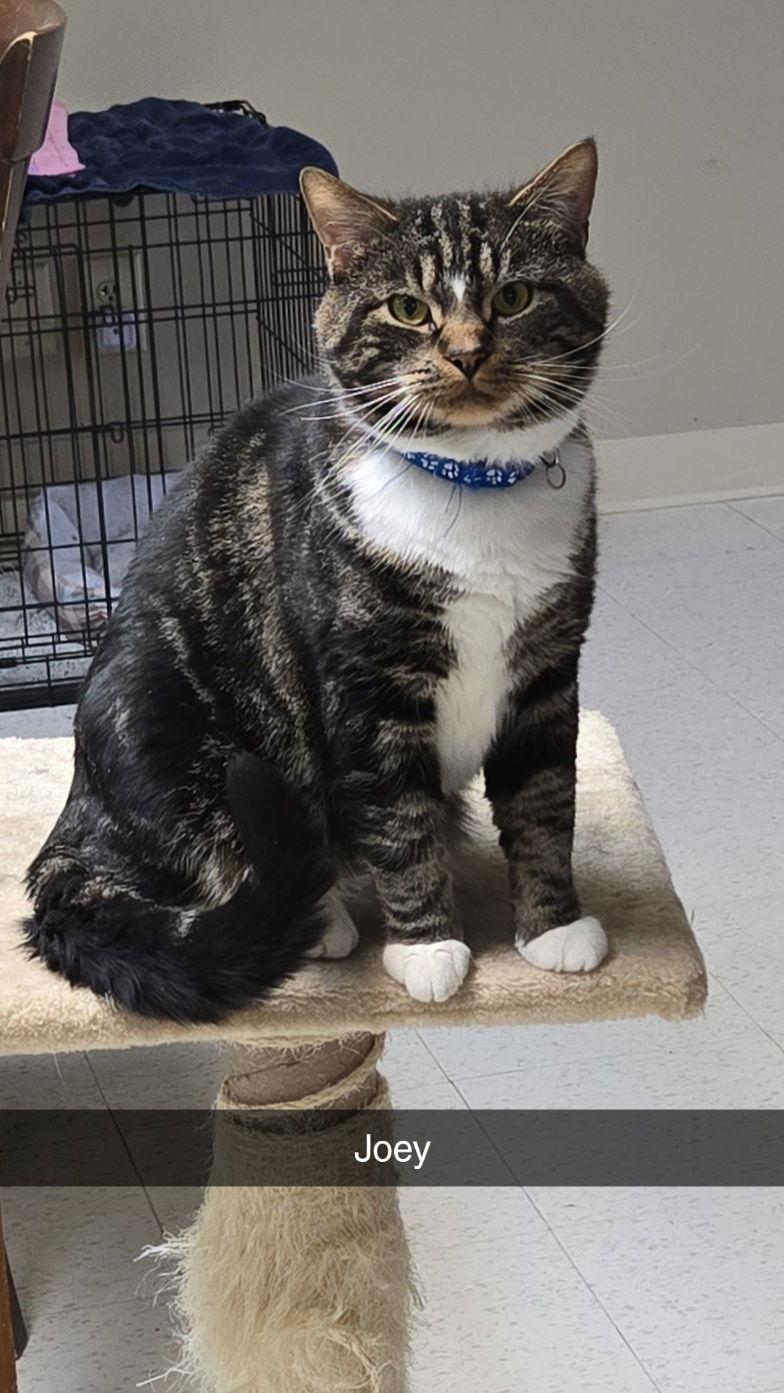 Enlarge Joey (foster cat), a Adoptable Domestic Short Hair in Gettysburg, PA image 1/1