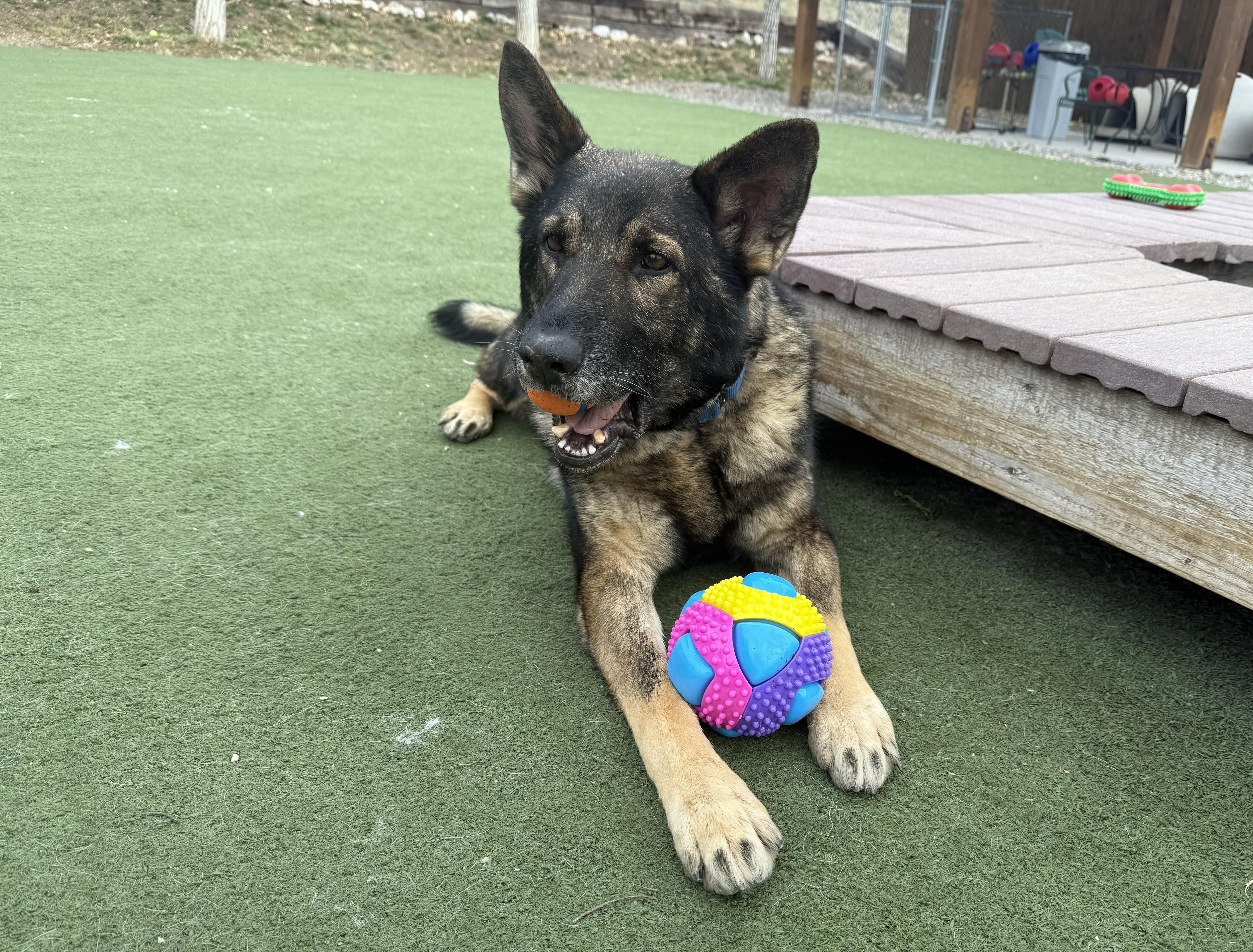 Cody, an adopted mixed breed in Jackson, WY image 1/4
