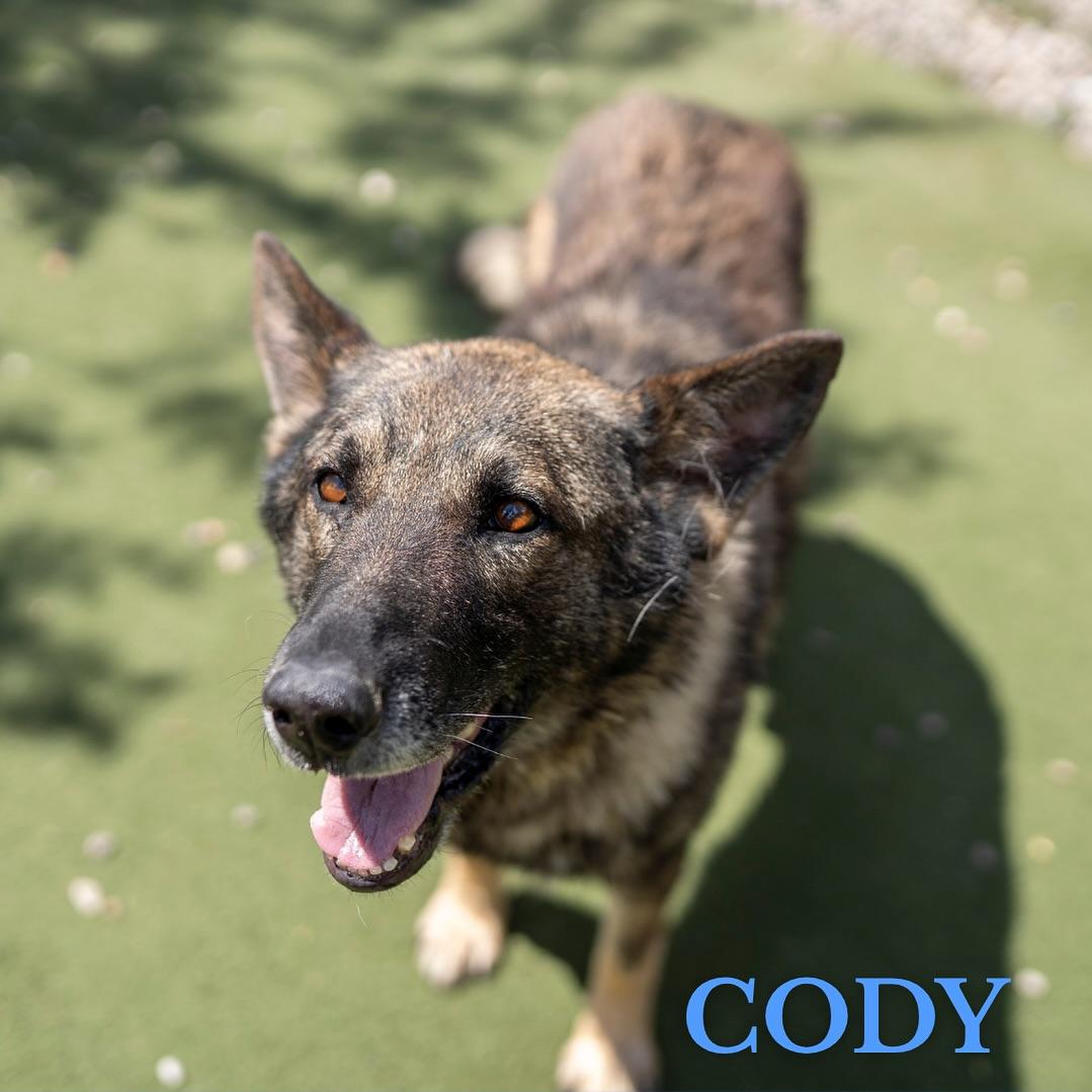 Cody, an adoptable German Shepherd Dog in Jackson, WY, 83002 | Photo Image 2