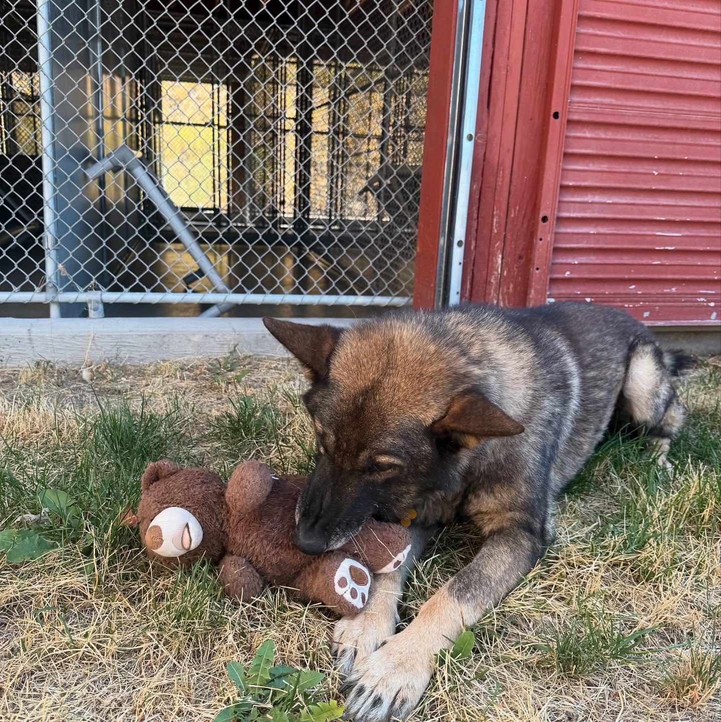 Cody, an adoptable German Shepherd Dog in Jackson, WY, 83002 | Photo Image 5