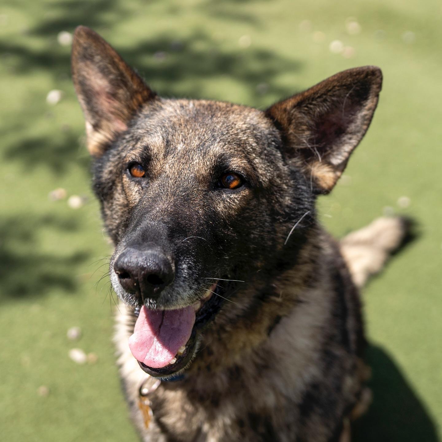 Cody, an adopted mixed breed in Jackson, WY image 2/4