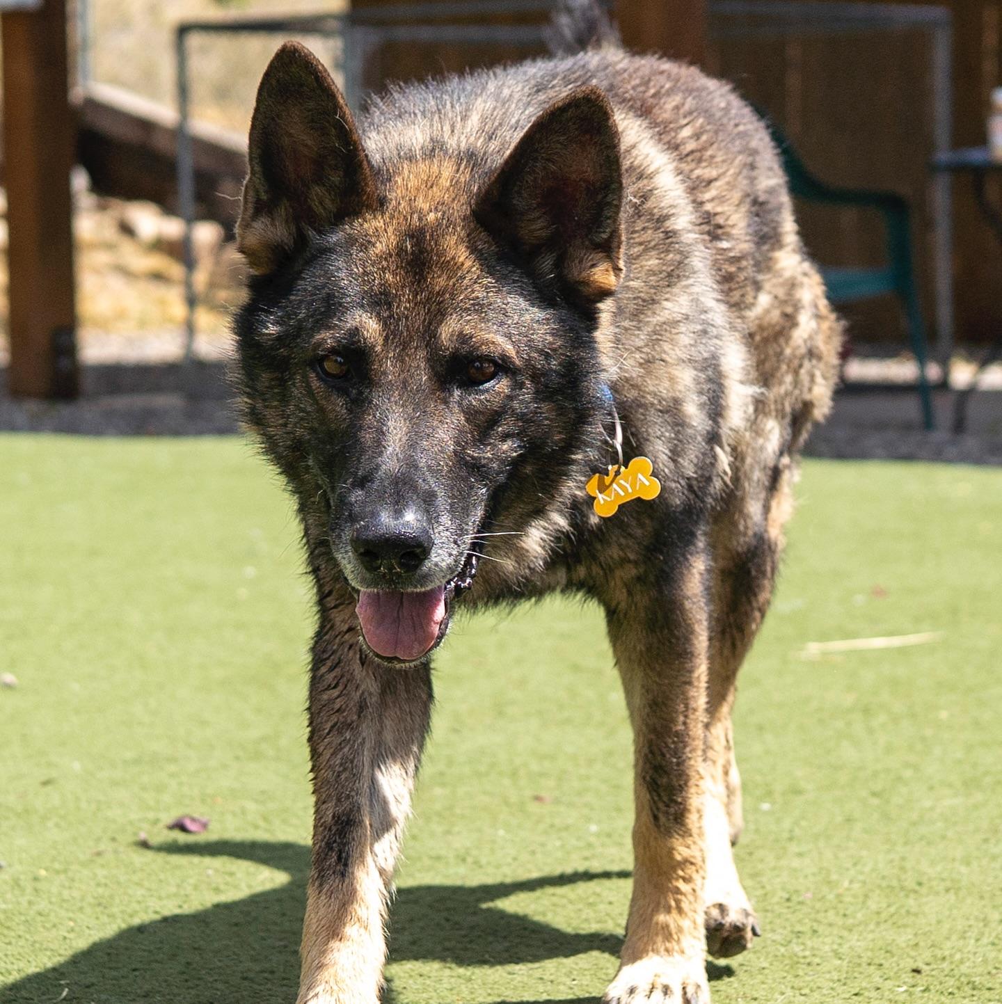 Cody, an adopted mixed breed in Jackson, WY image 3/4