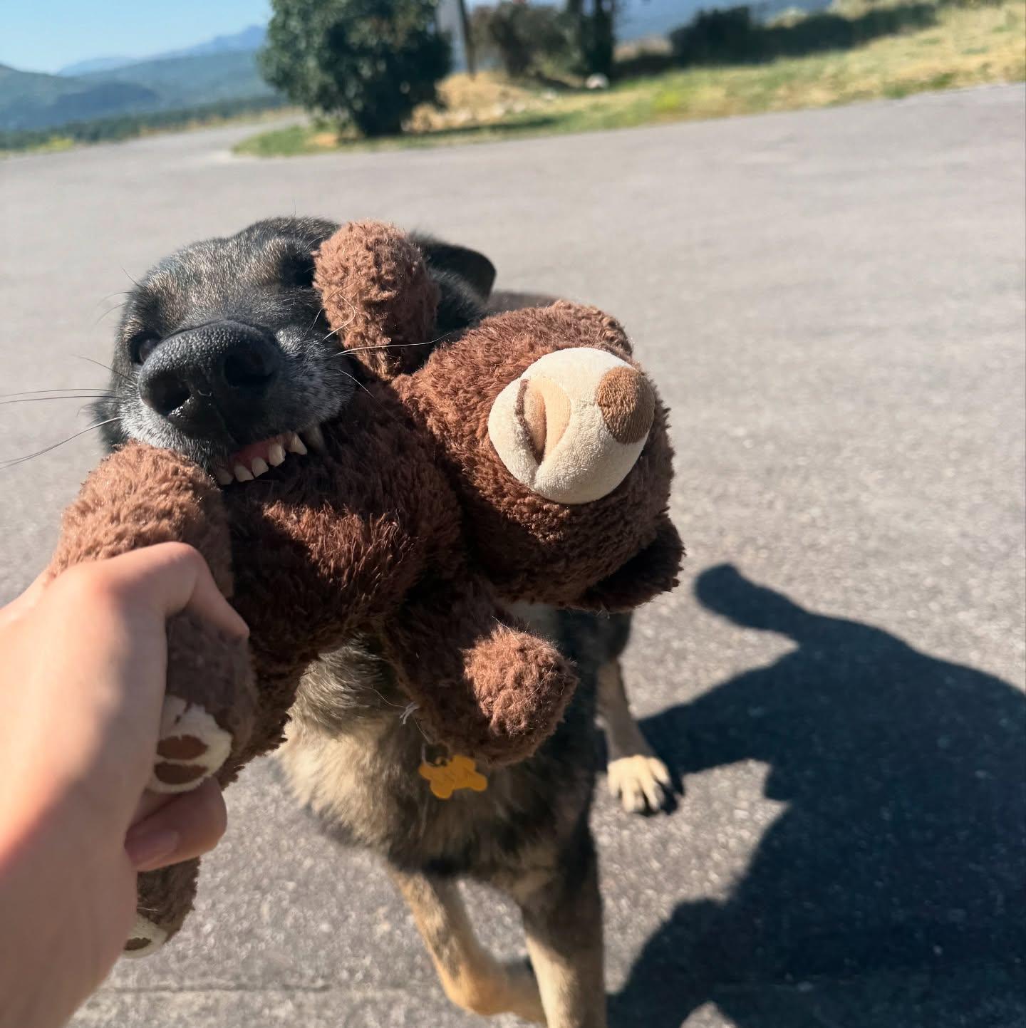 Cody, an adoptable German Shepherd Dog in Jackson, WY, 83002 | Photo Image 4