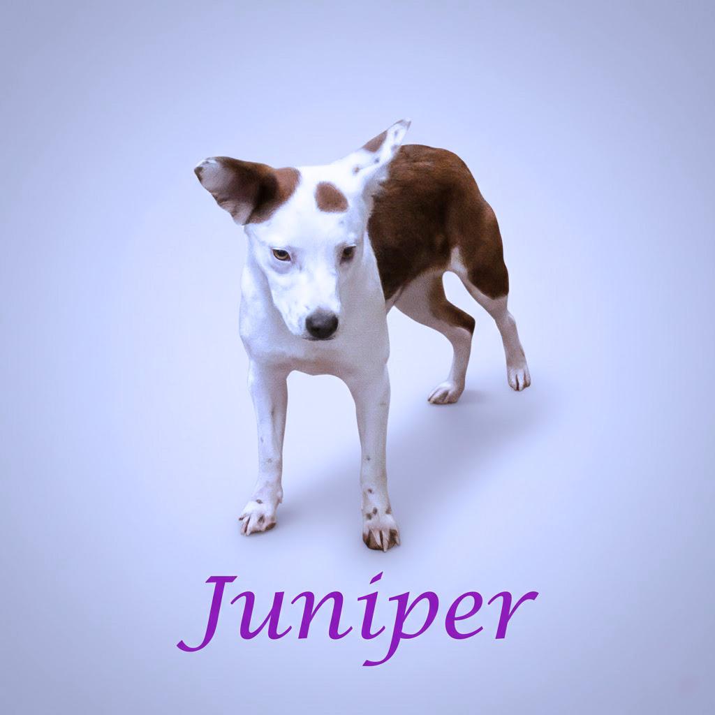Enlarge Juniper D25-223, a Adoptable Terrier in Lebanon, TN image 1/3