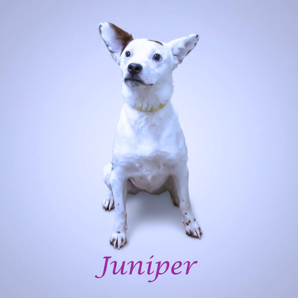 Enlarge Juniper D25-223, a Adoptable Terrier in Lebanon, TN image 2/3