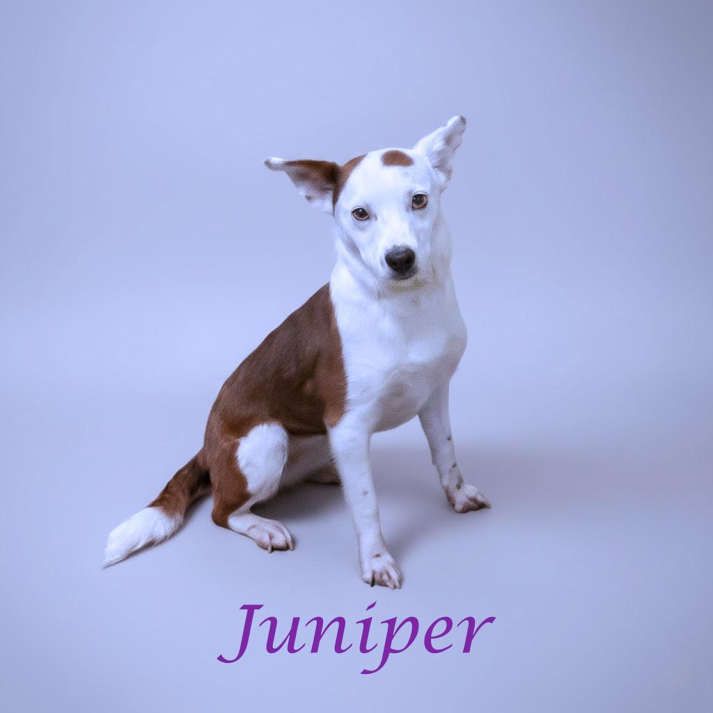 Enlarge Juniper D25-223, a Adoptable Terrier in Lebanon, TN image 3/3