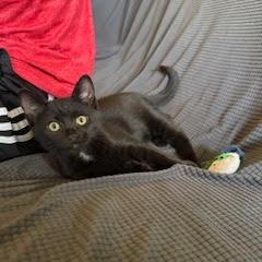 Krispy, Adoptable, Kitten Male Domestic Short Hair.