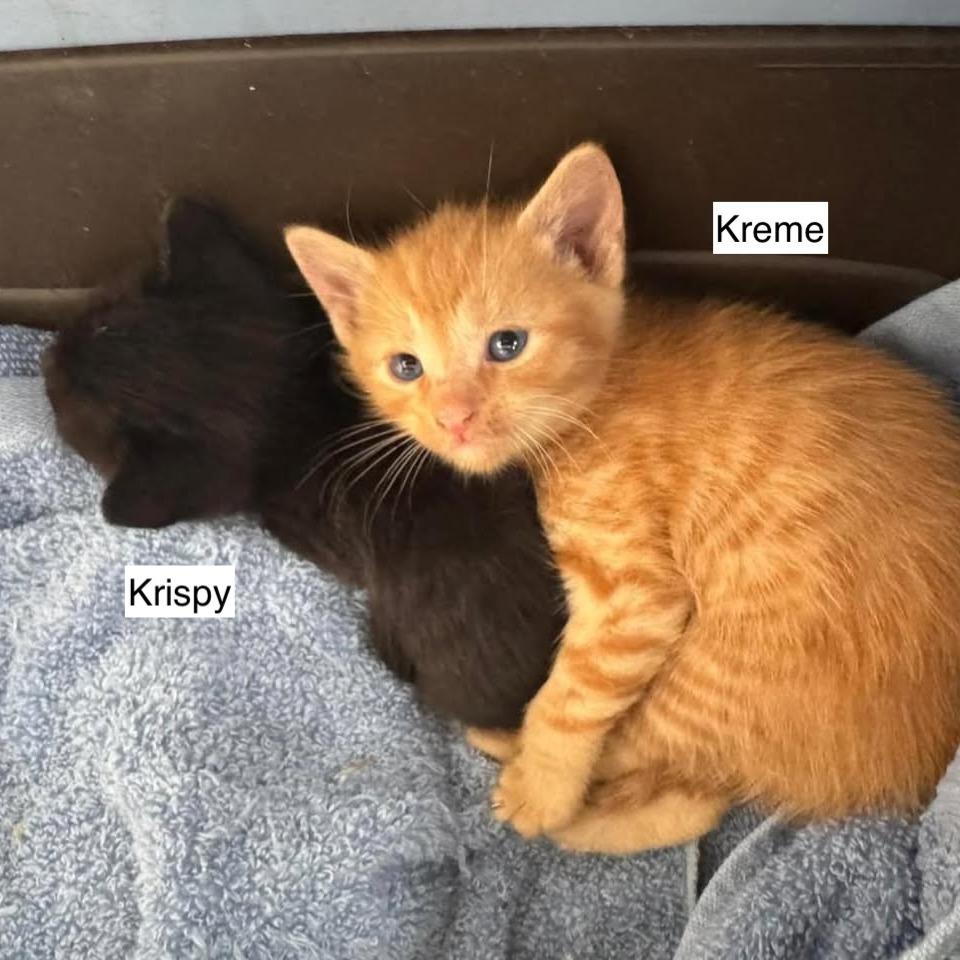 Krispy, a Adoptable Domestic Short Hair in Madison, WI image 1/2