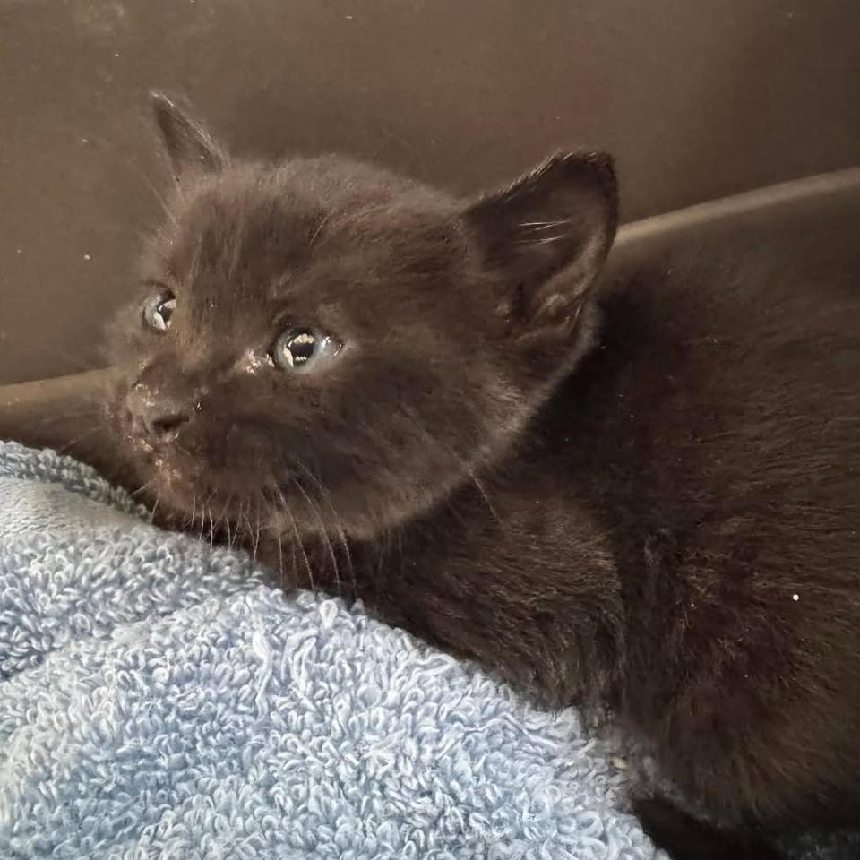 Krispy, a Adoptable Domestic Short Hair in Madison, WI image 2/2
