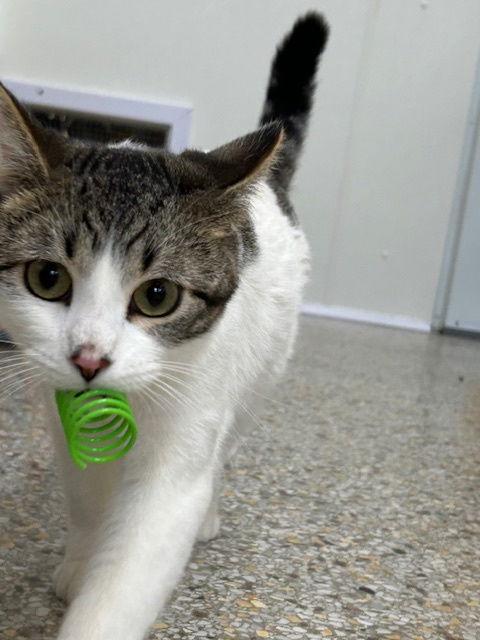 Jack (Available 1/23/26), Adoptable, Young Male Domestic Short Hair.