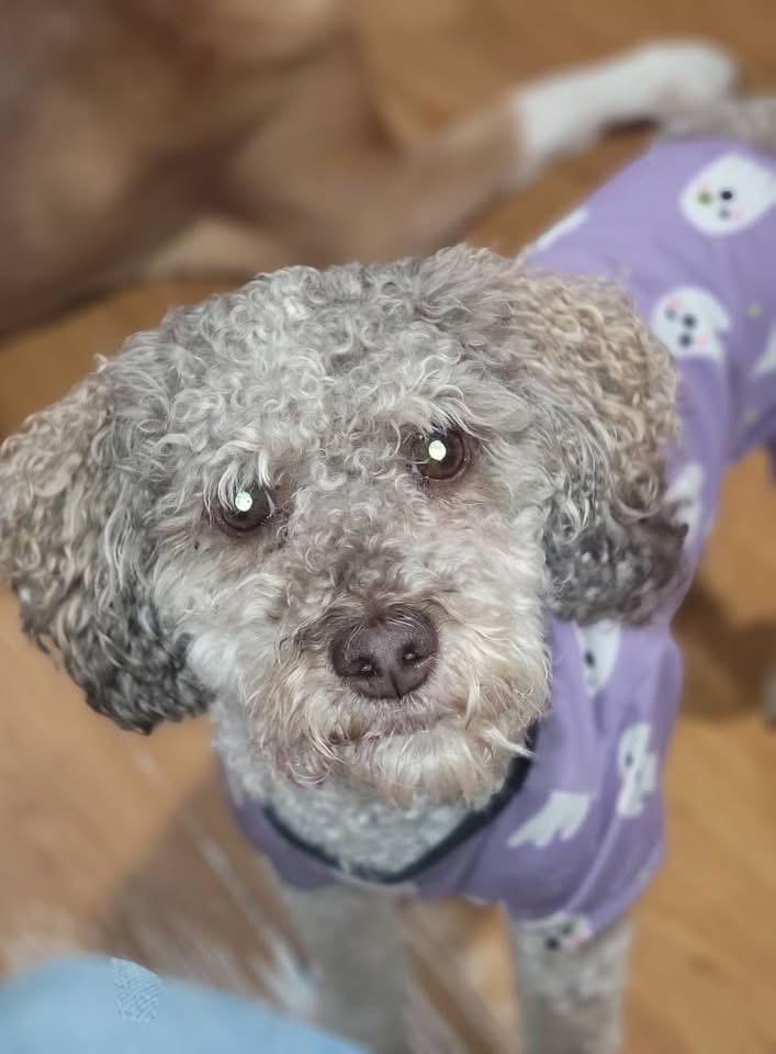 Mia, a ADOPTABLE mixed breed in Fountaintown, IN image 5/6