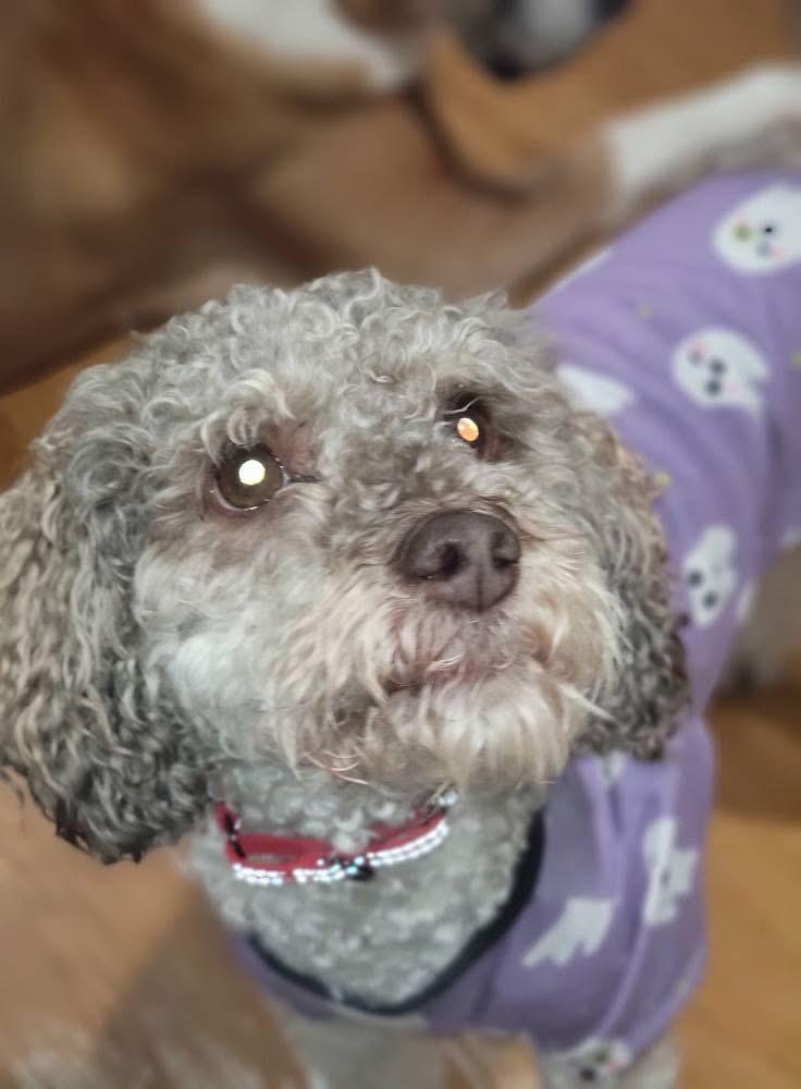 Mia, a ADOPTABLE mixed breed in Fountaintown, IN image 6/6