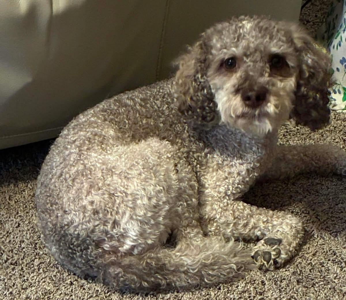 Mia, ADOPTABLE, Adult Female Poodle.